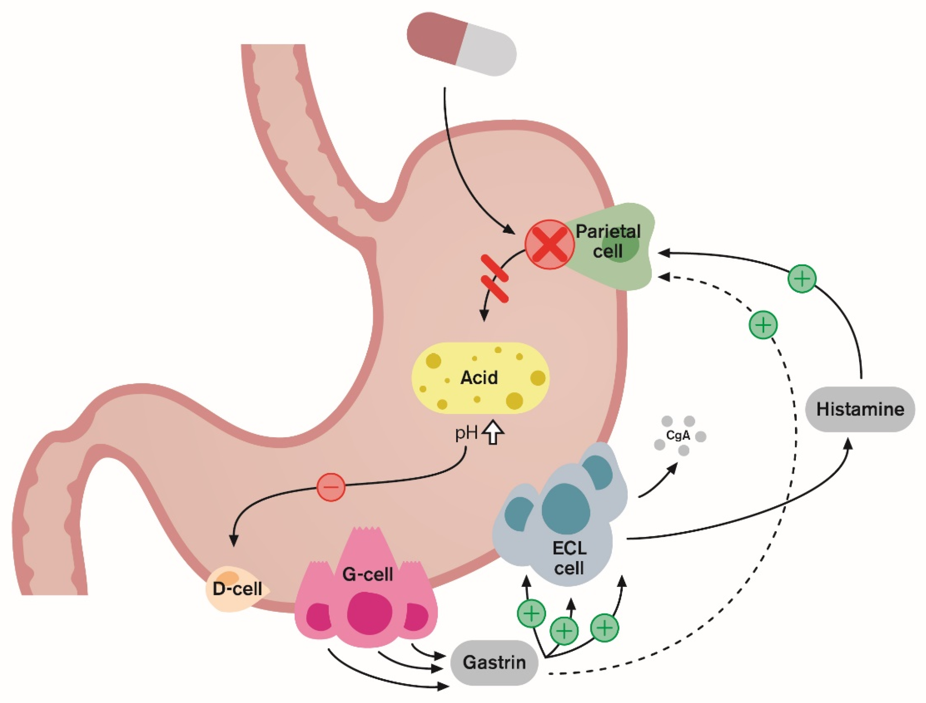 Ijms Free Full Text Inhibitors Of Acetylcholinesterase And