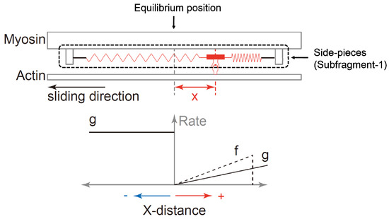 Current Understanding of Residual Force Enhancement: Cross-Bridge ...