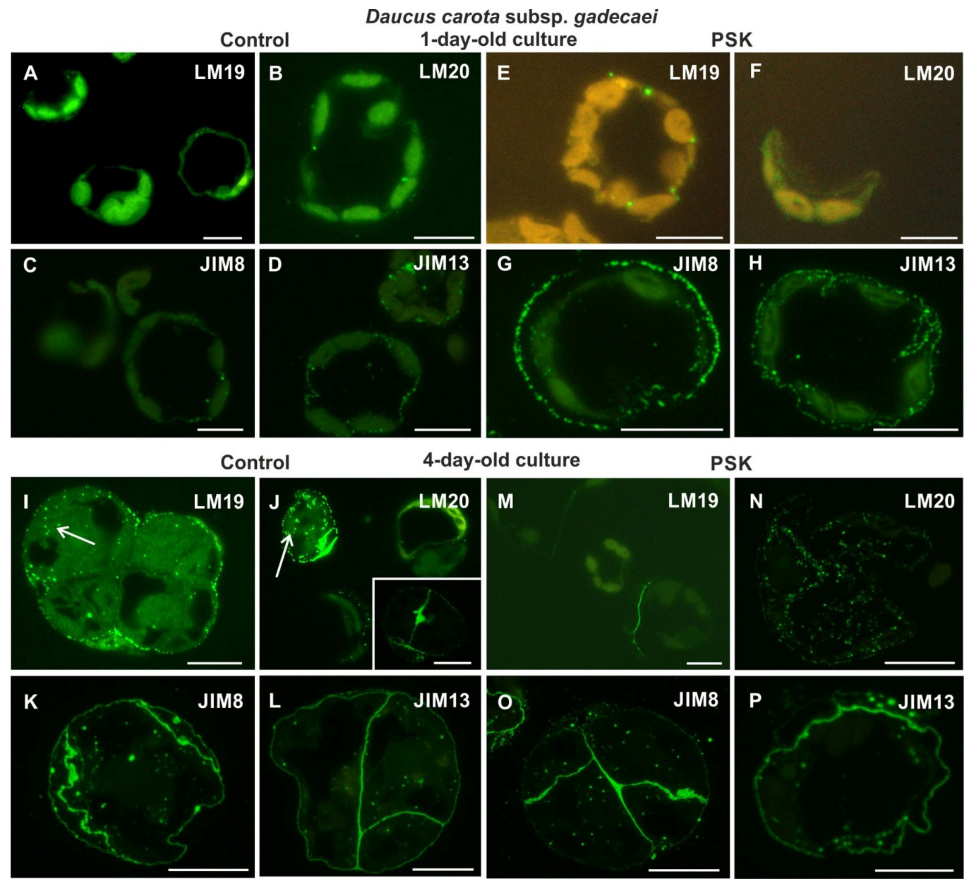 Ijms Free Full Text Composition Of The Reconstituted Cell Wall In Protoplast Derived Cells Of Daucus Is Affected By Phytosulfokine Psk Html