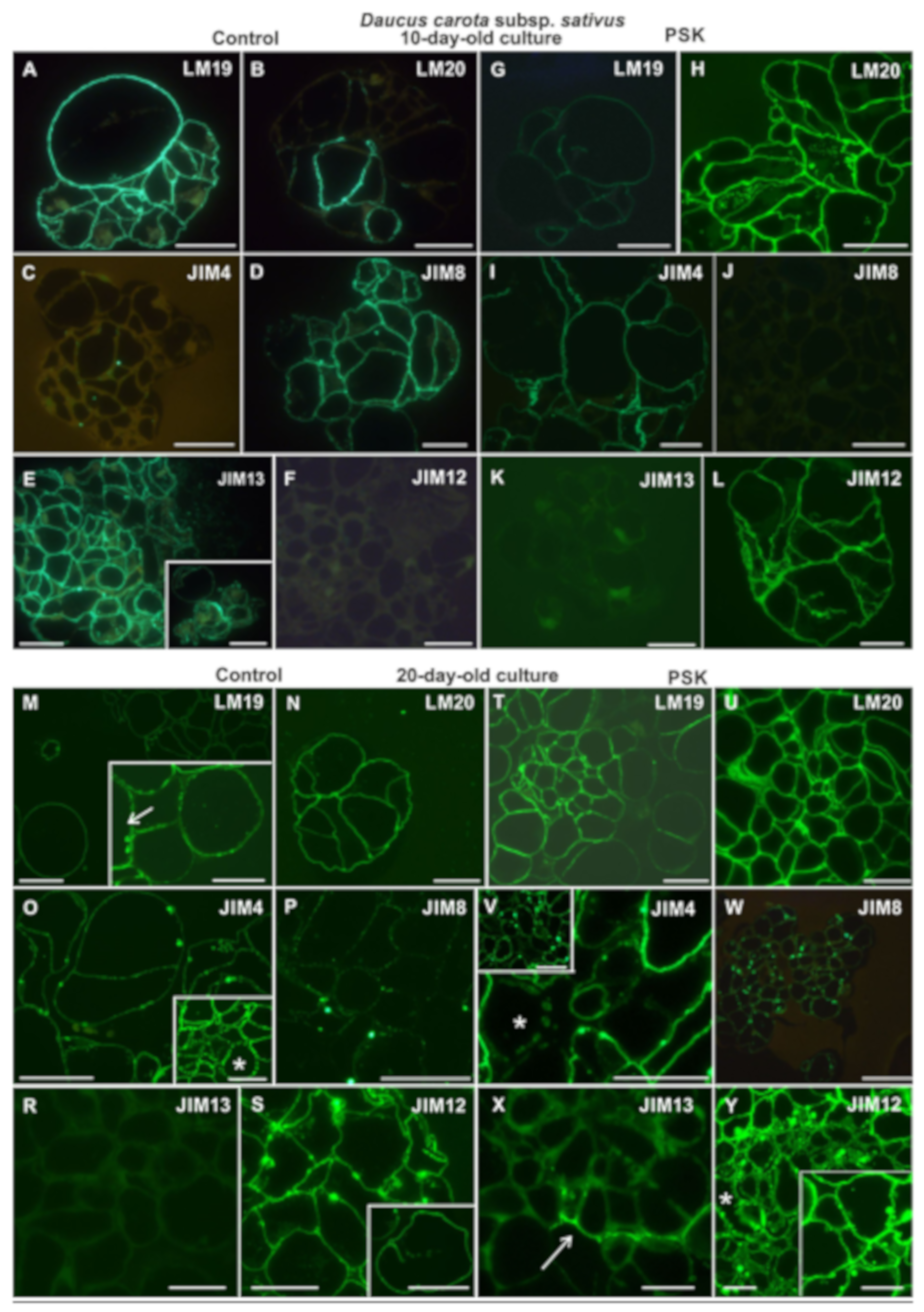 Ijms Free Full Text Composition Of The Reconstituted Cell Wall In Protoplast Derived Cells Of Daucus Is Affected By Phytosulfokine Psk Html