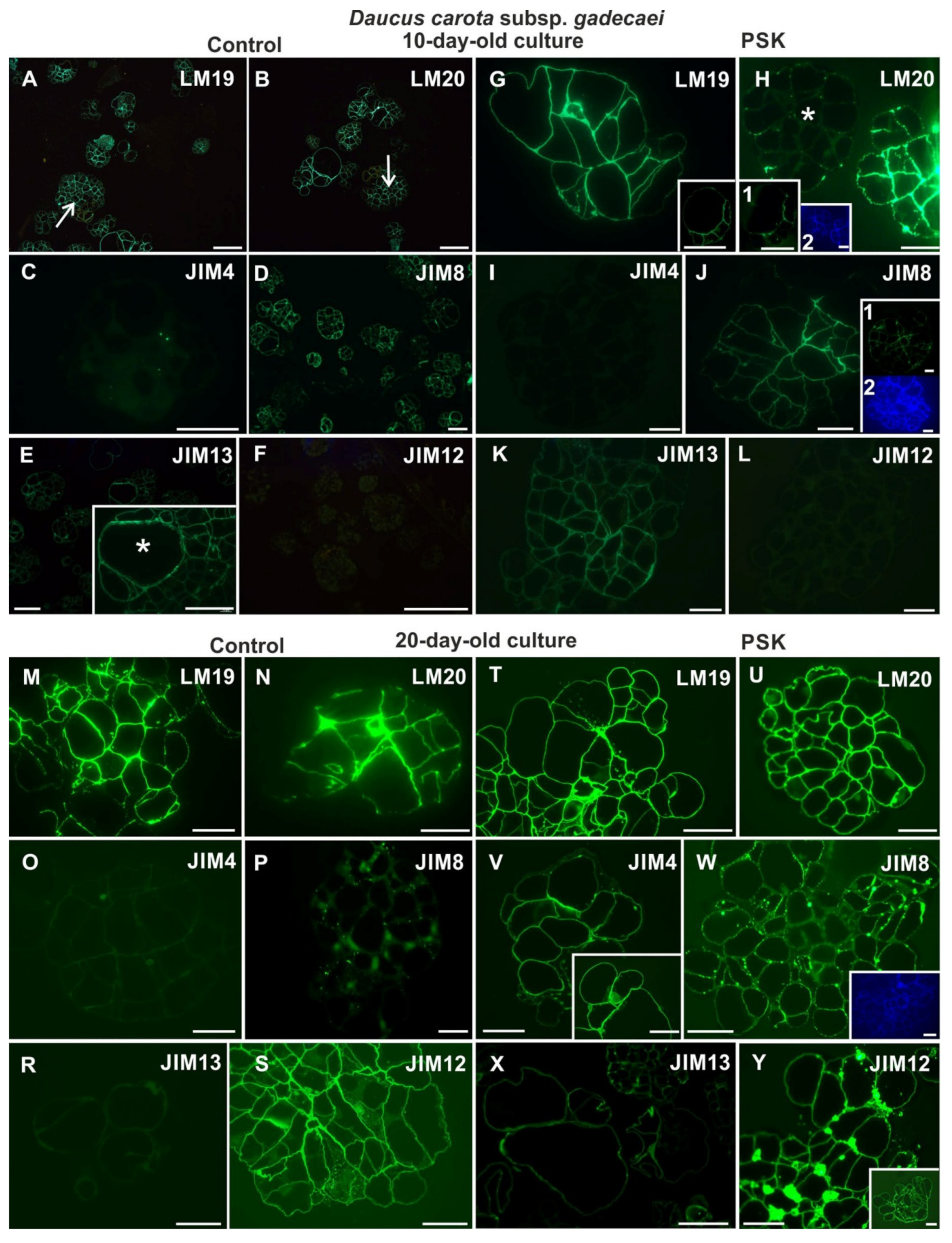 Ijms Free Full Text Composition Of The Reconstituted Cell Wall In Protoplast Derived Cells Of Daucus Is Affected By Phytosulfokine Psk Html