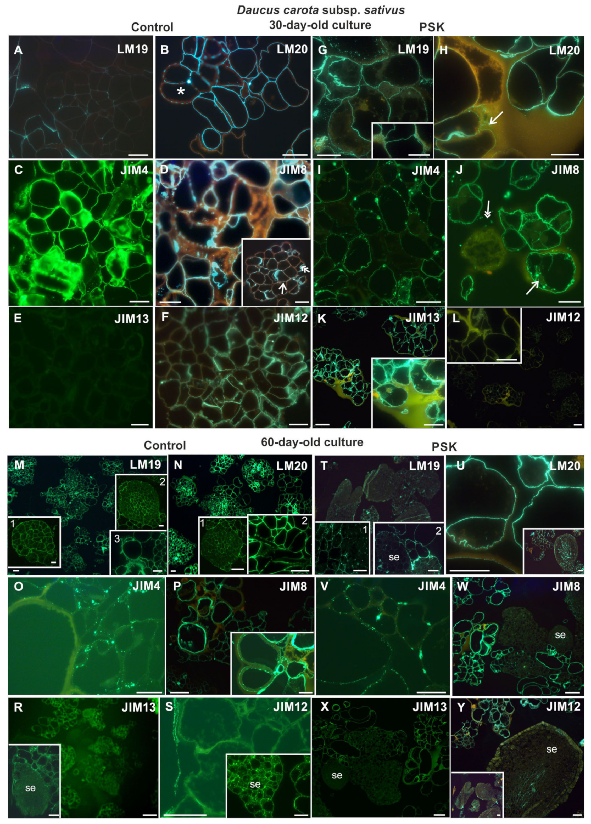 Ijms Free Full Text Composition Of The Reconstituted Cell Wall In Protoplast Derived Cells Of Daucus Is Affected By Phytosulfokine Psk Html