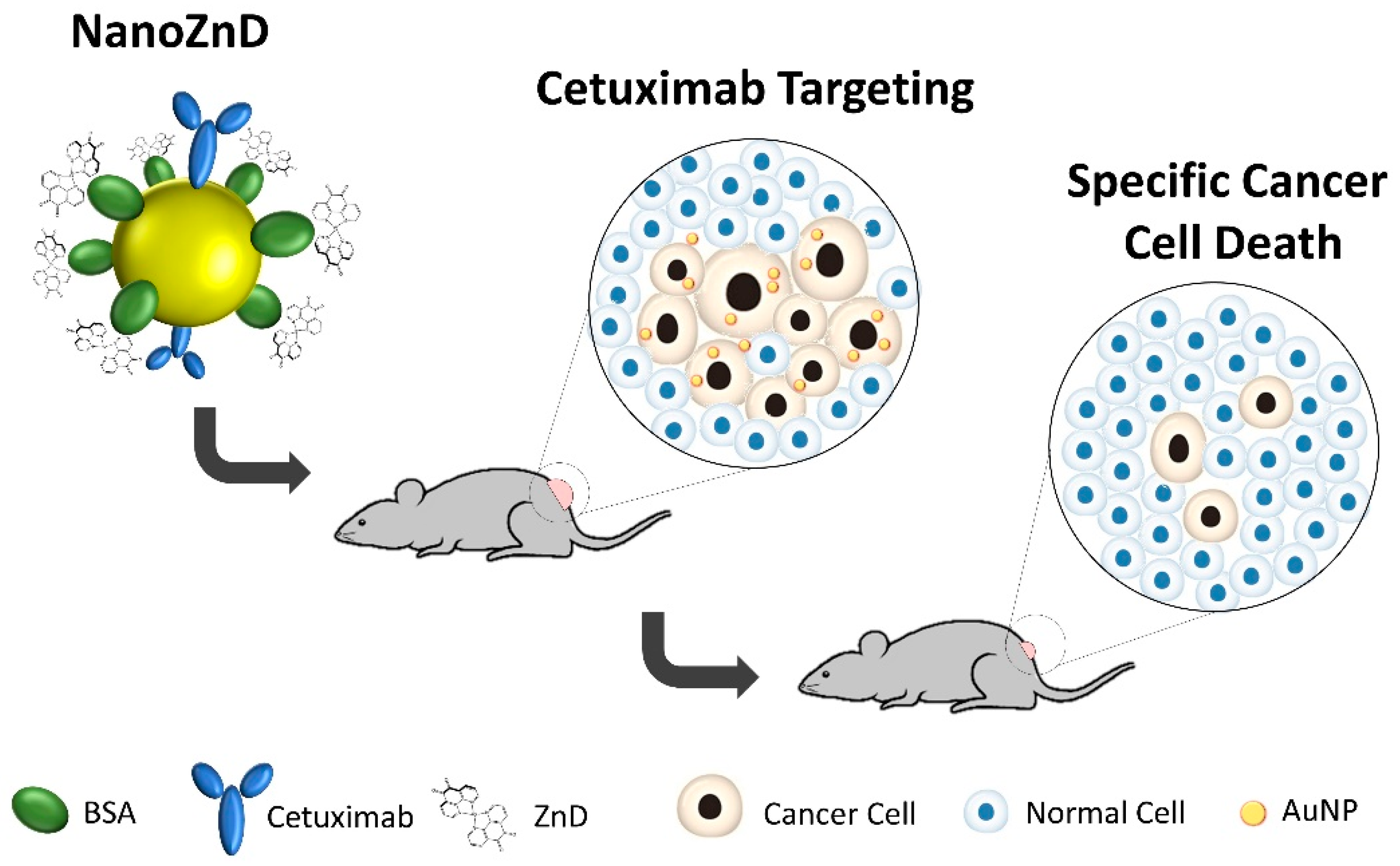 Ijms 20 05510 g001 Ijms 20 05510 g001