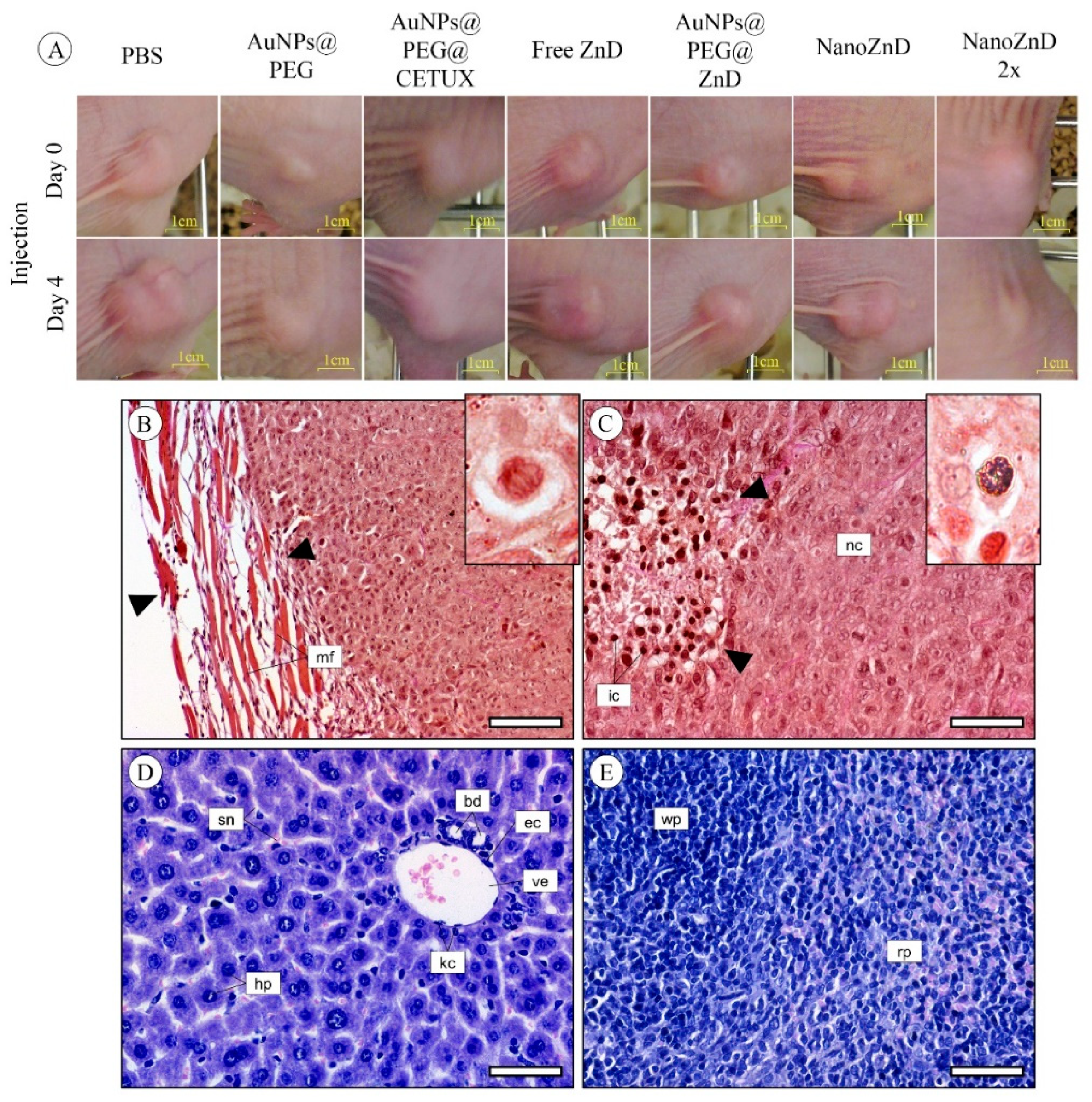 Ijms 20 05510 g008 Ijms 20 05510 g008