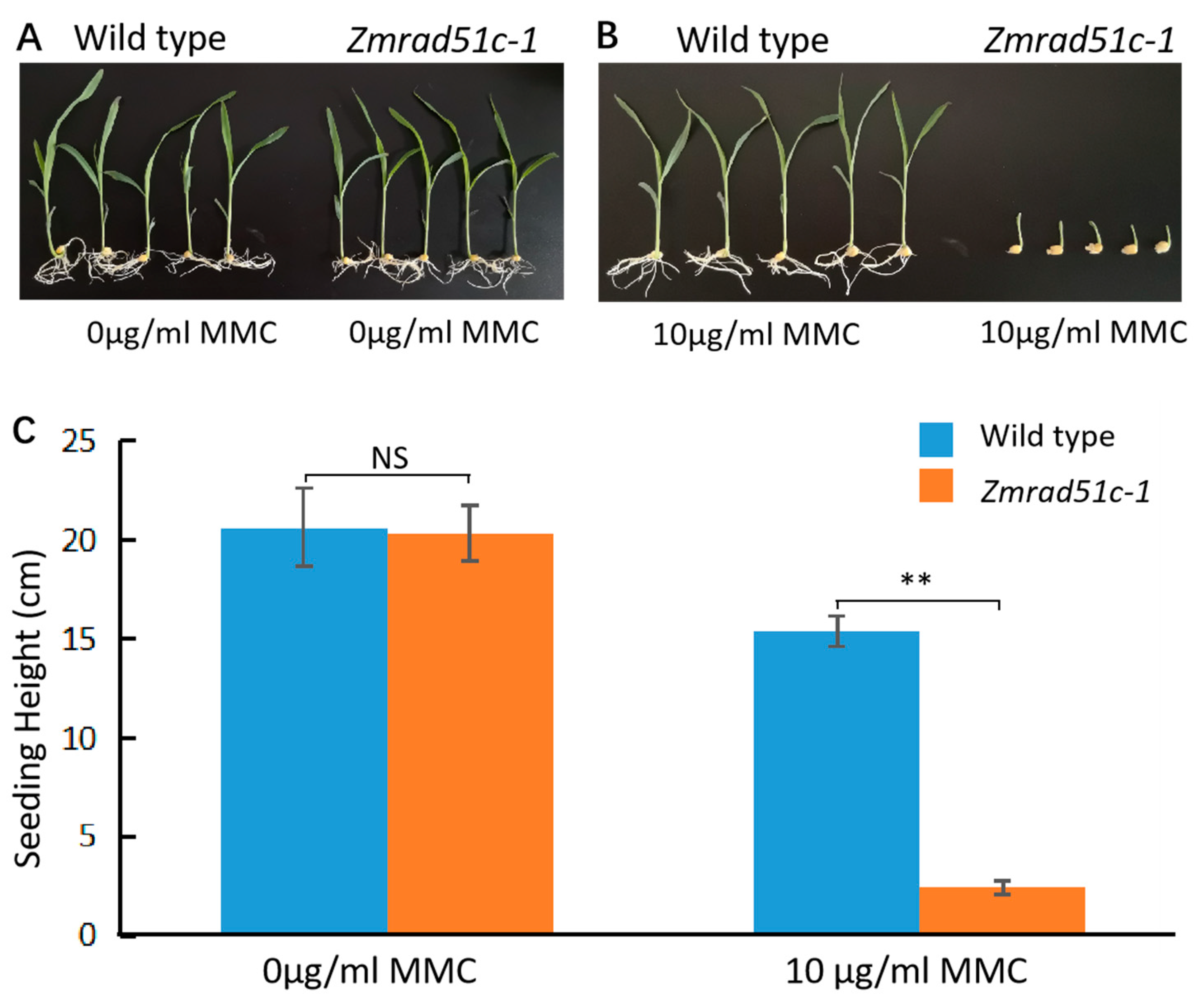 IJMS | Free Full-Text | ZmRAD51C Is Essential for Double-Strand 