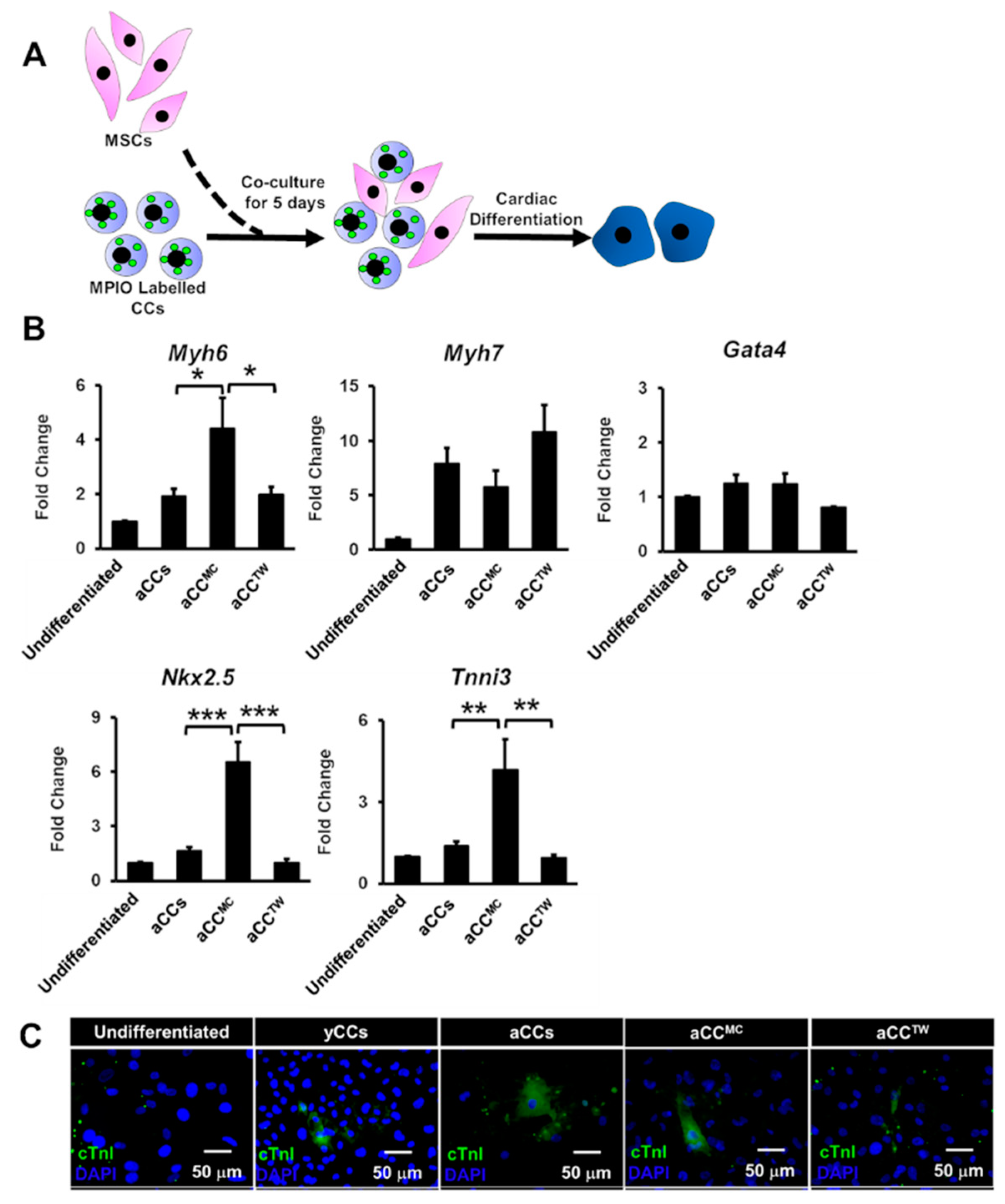 Ijms 20 05519 g005 Ijms 20 05519 g005