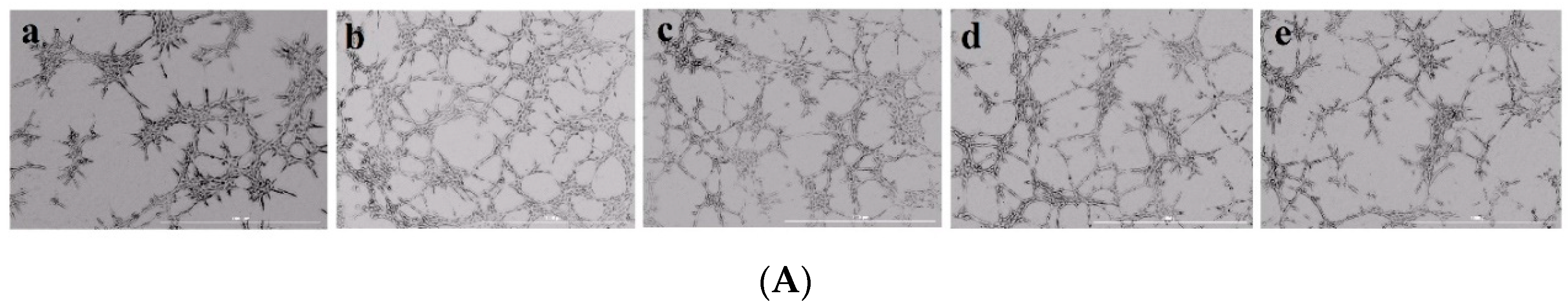Ijms 20 05542 g005a Ijms 20 05542 g005a