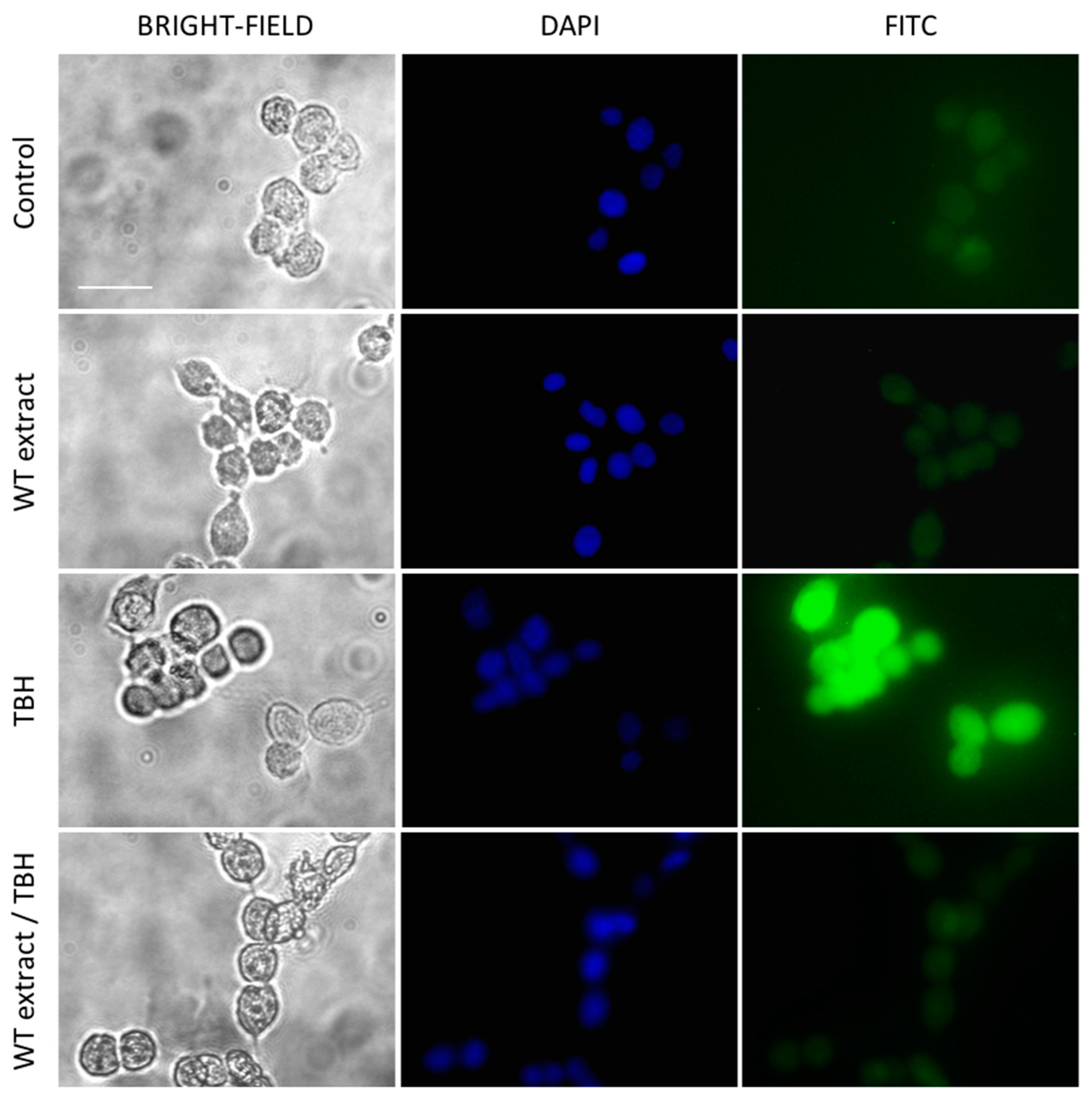 Ijms 20 05560 g007 Ijms 20 05560 g007