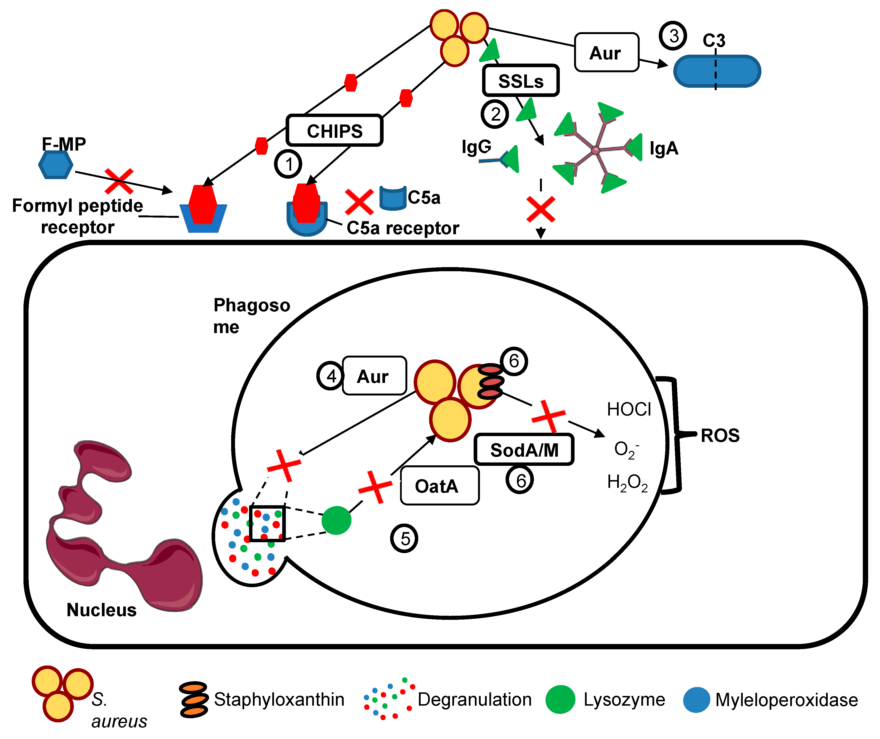 Ijms 20 05561 g001 Ijms 20 05561 g001