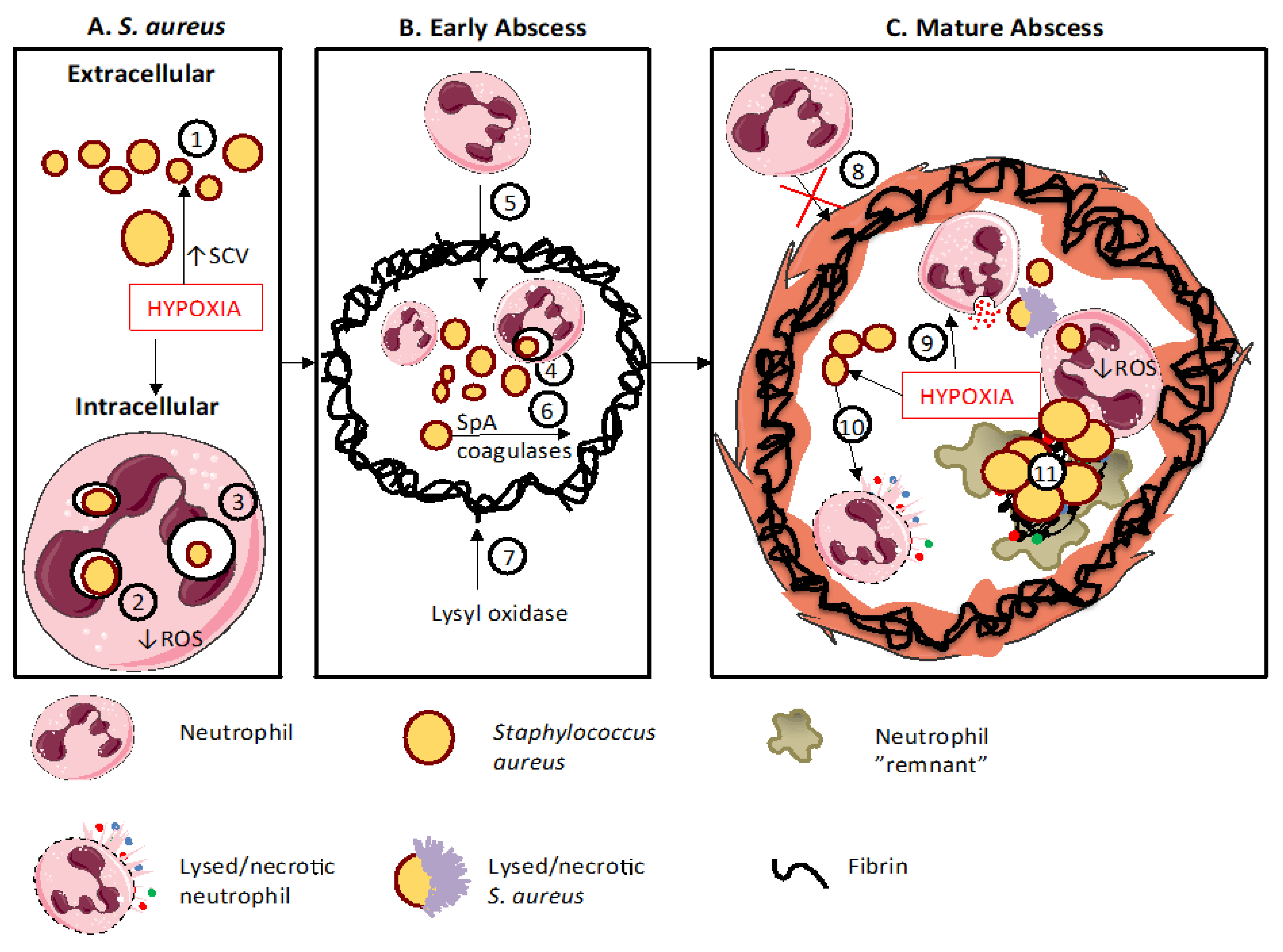 Ijms 20 05561 g002 Ijms 20 05561 g002