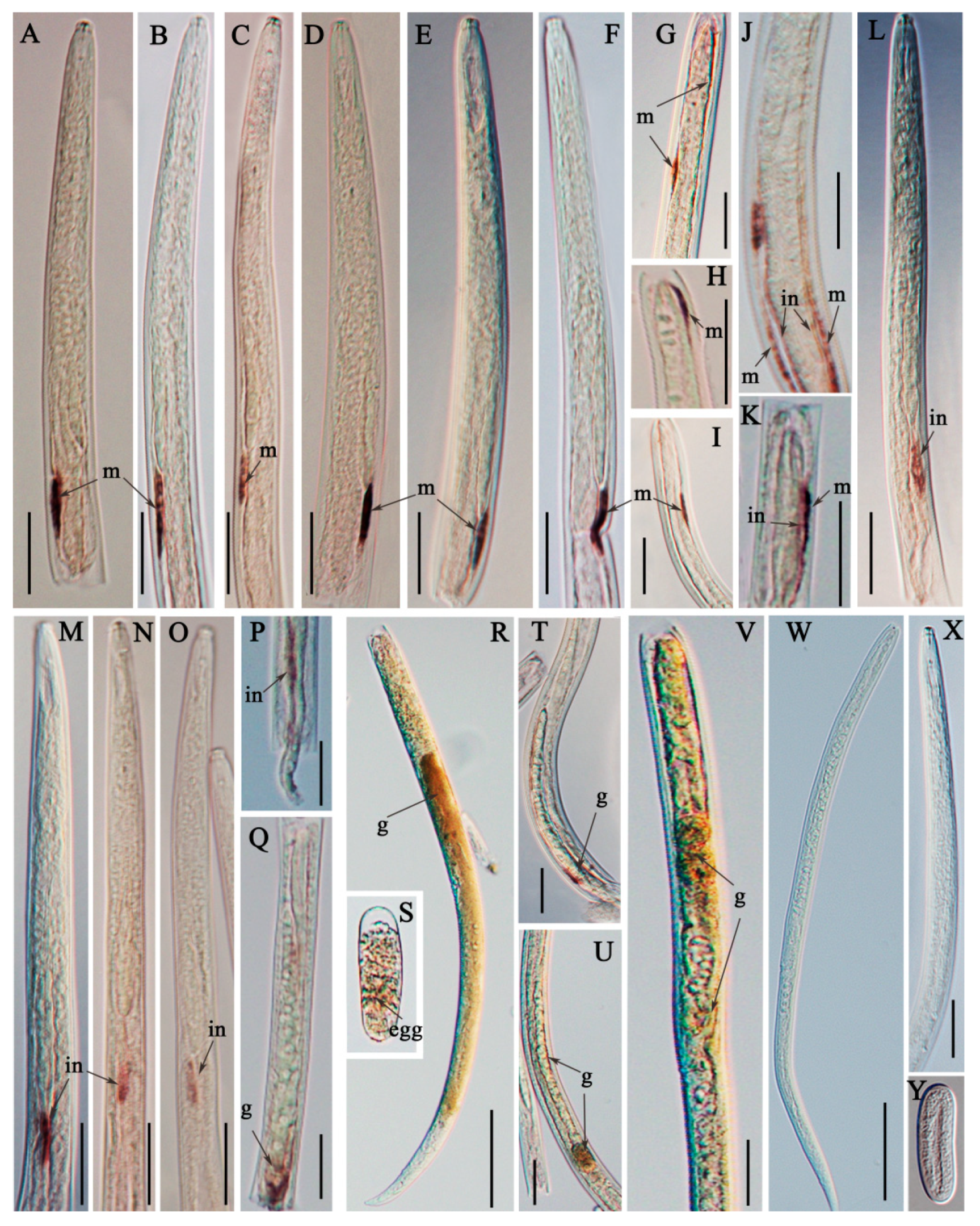 Ijms 20 05566 g005 Ijms 20 05566 g005