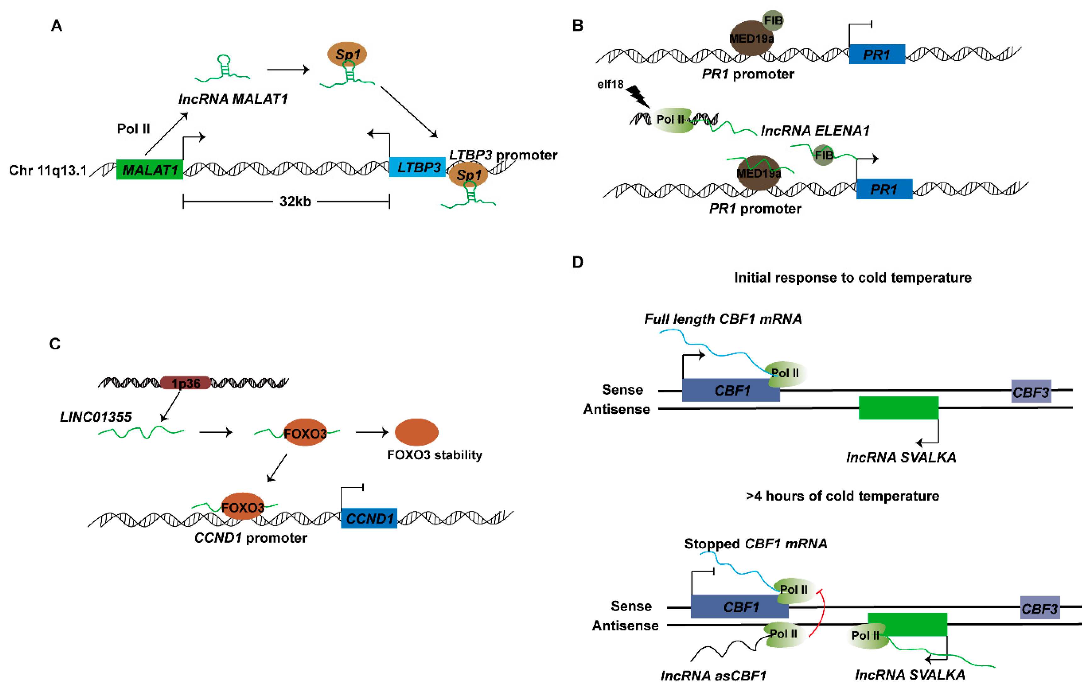 Ijms 20 05573 g004 Ijms 20 05573 g004