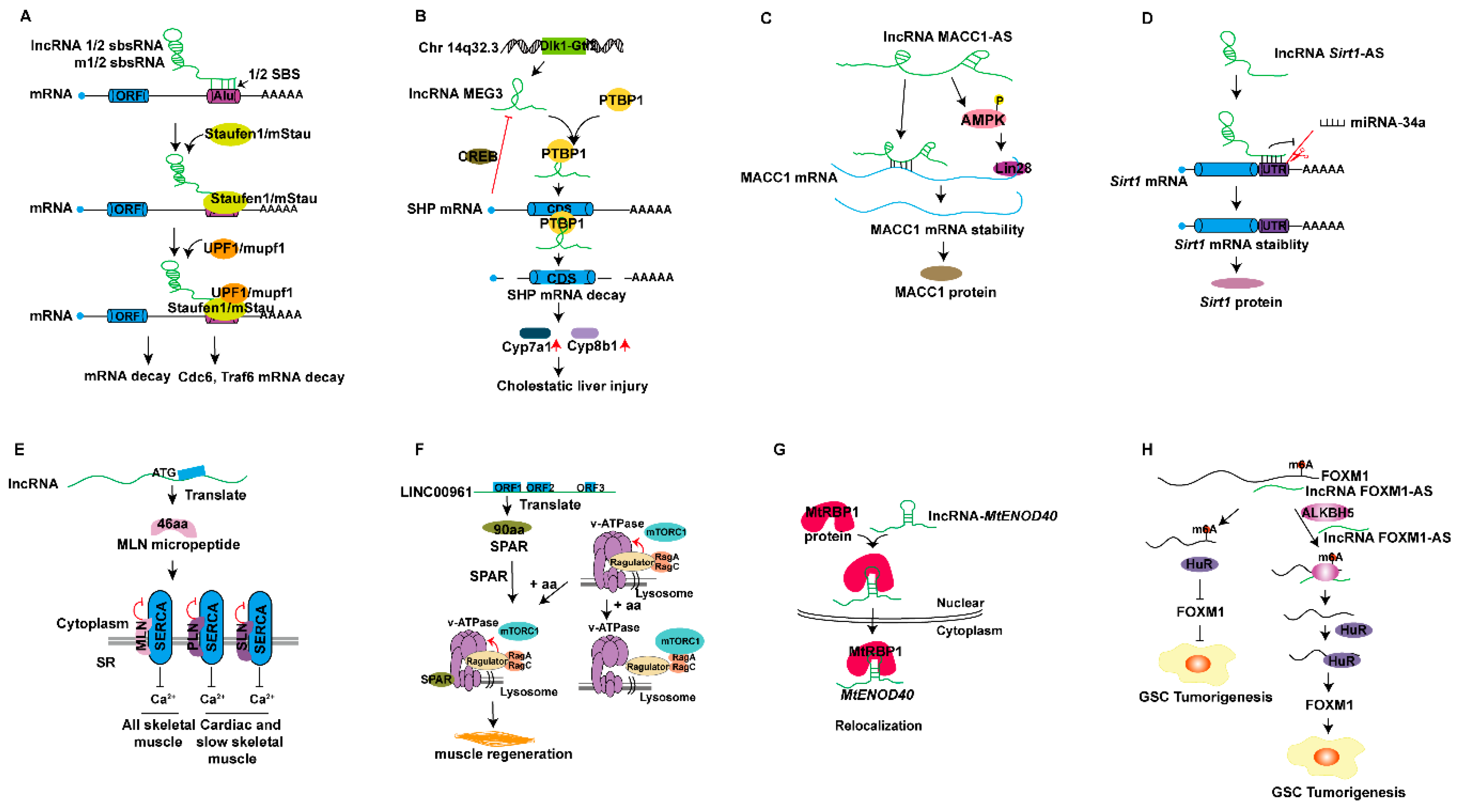 Ijms 20 05573 g007 Ijms 20 05573 g007