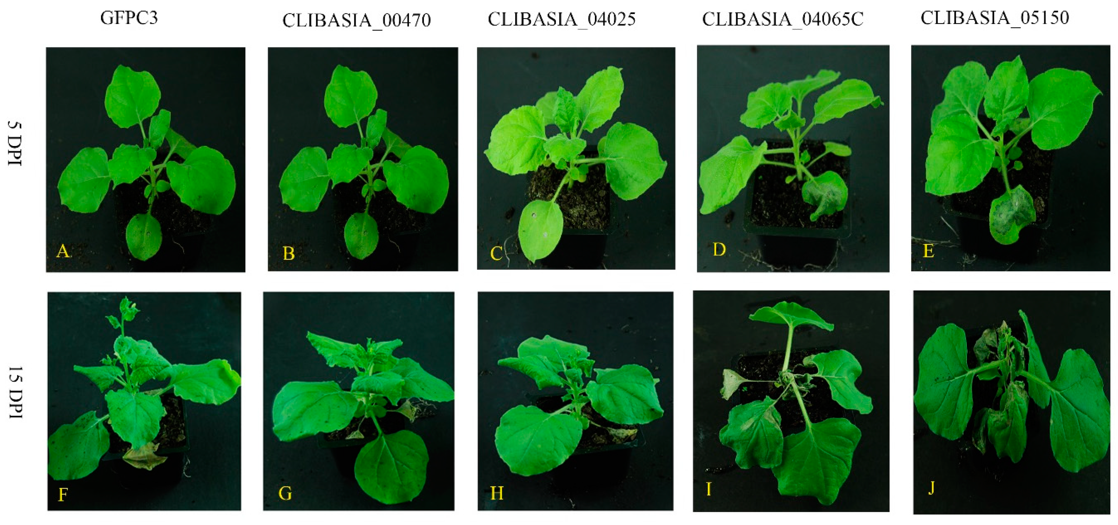 Ijms 20 05575 g001 Ijms 20 05575 g001