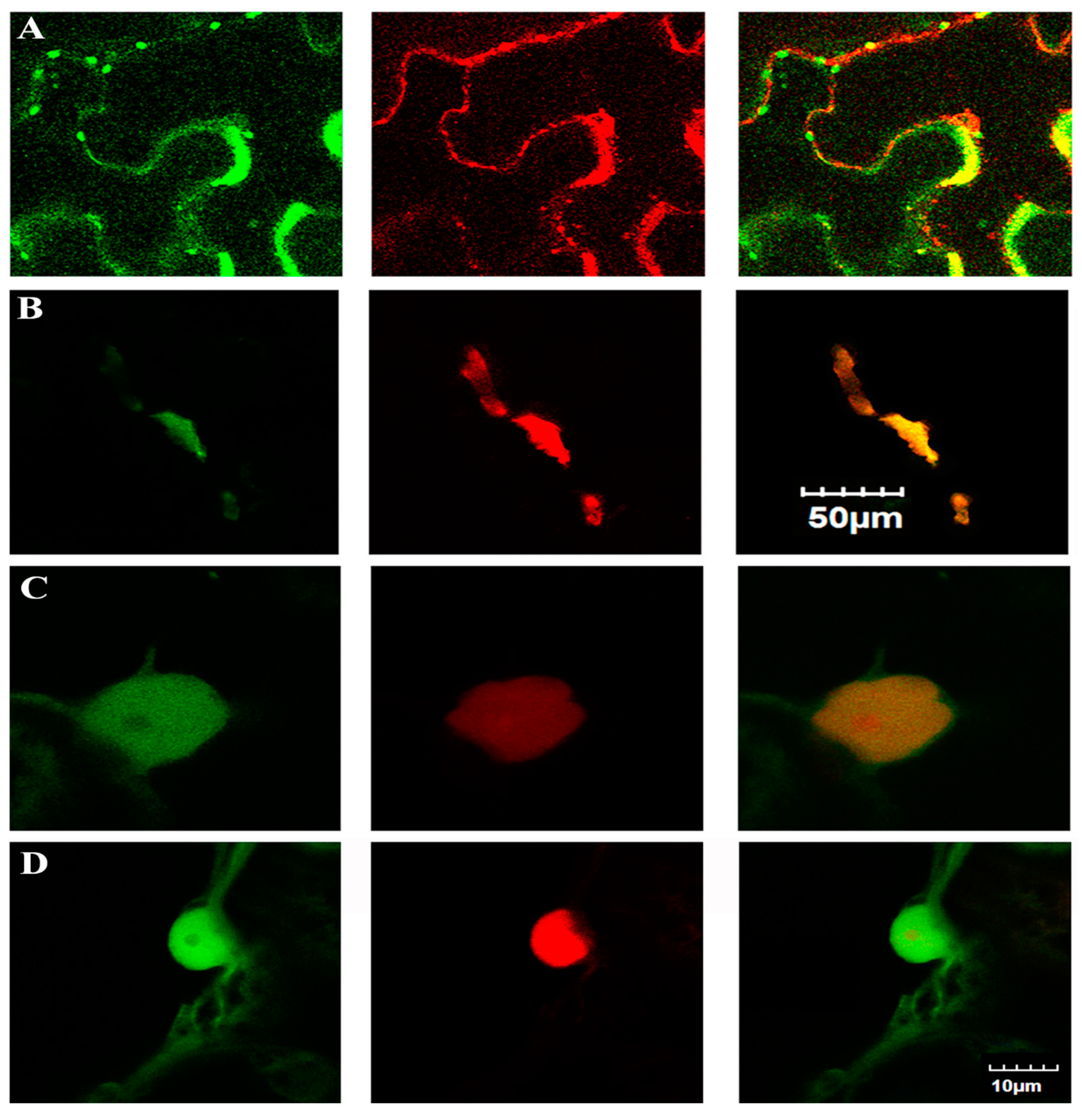 Ijms 20 05575 g004 Ijms 20 05575 g004