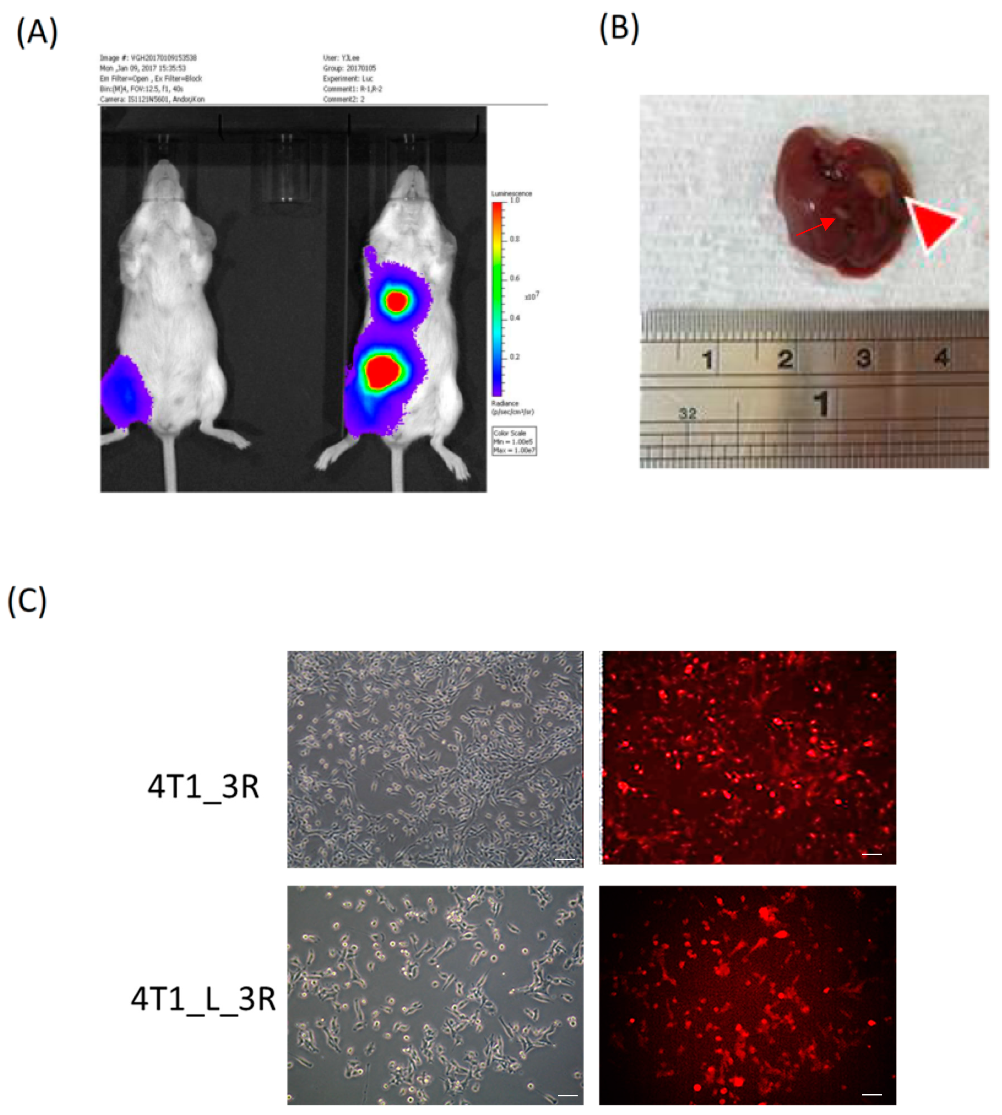 Ijms 20 05581 g001