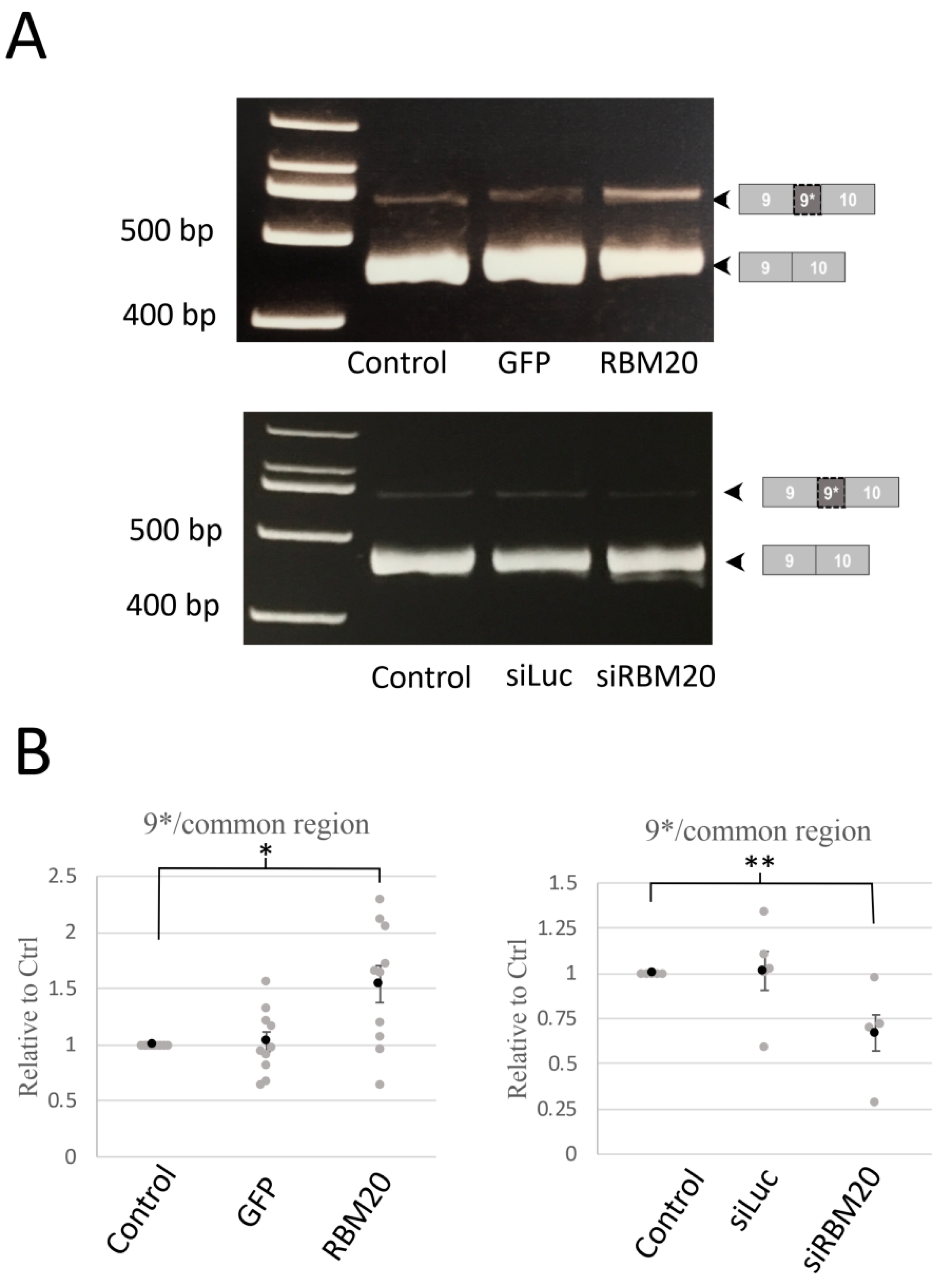 Ijms 20 05591 g002 Ijms 20 05591 g002