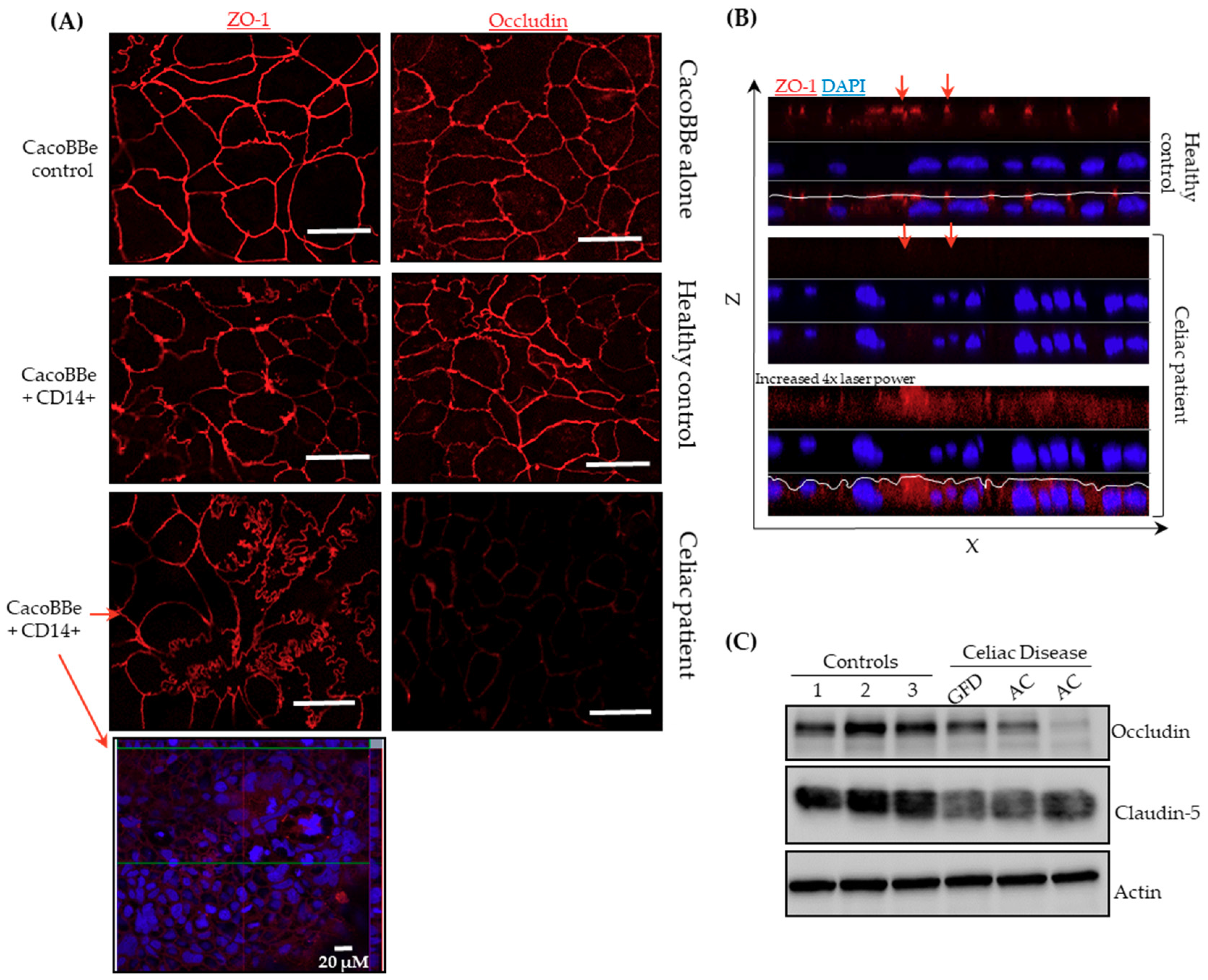 Ijms 20 05597 g002