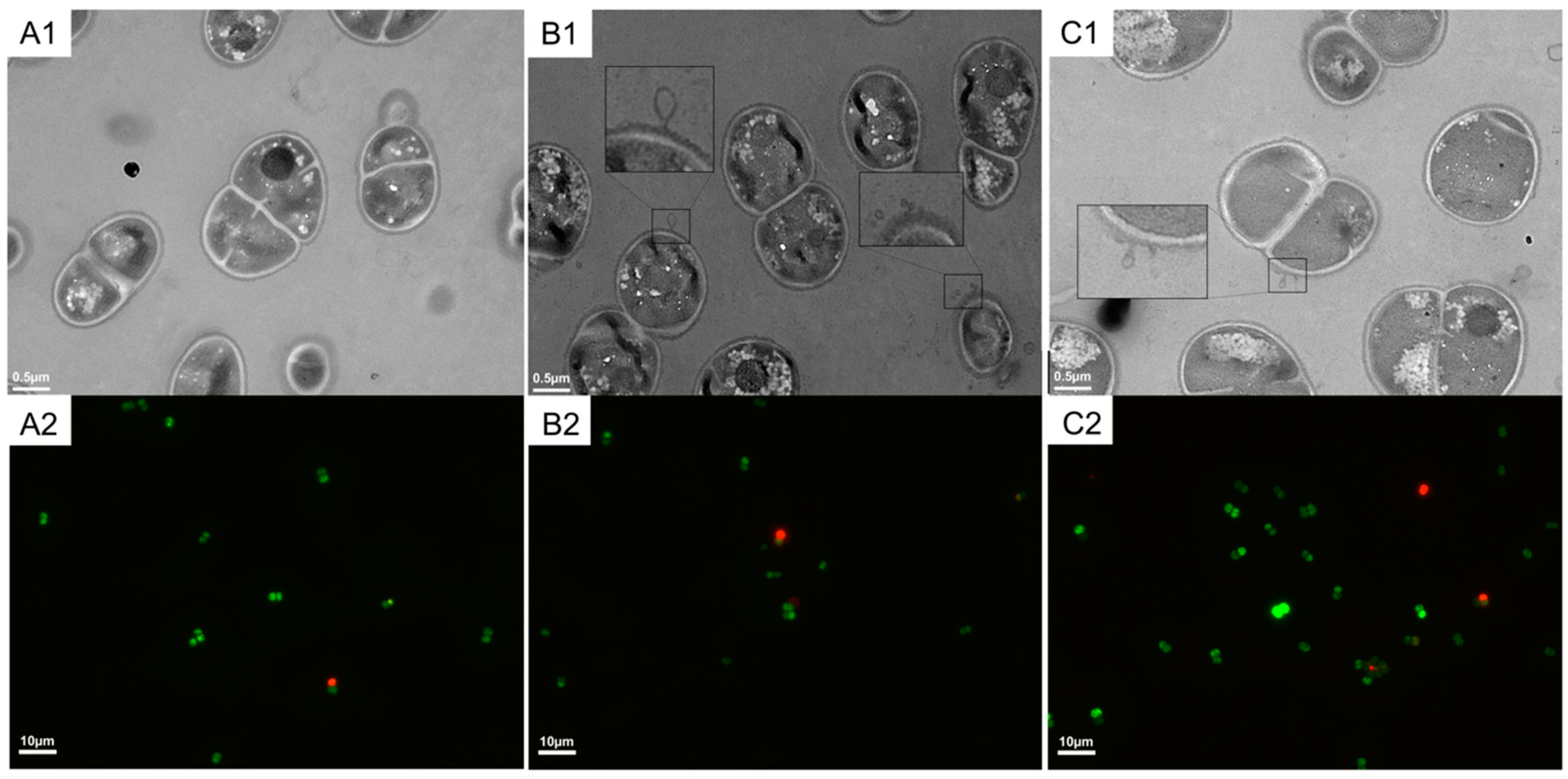 Ijms 20 05603 g002