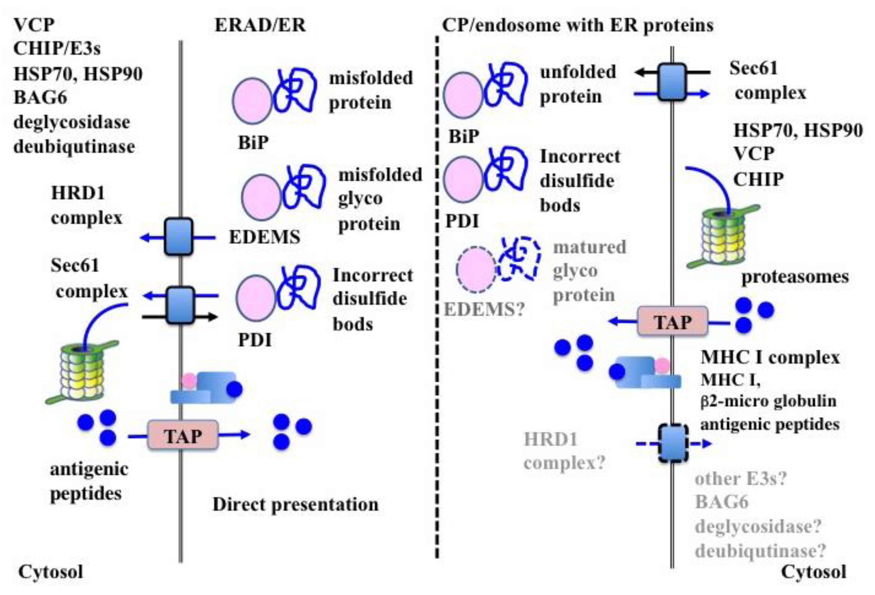 Ijms 20 05606 g002