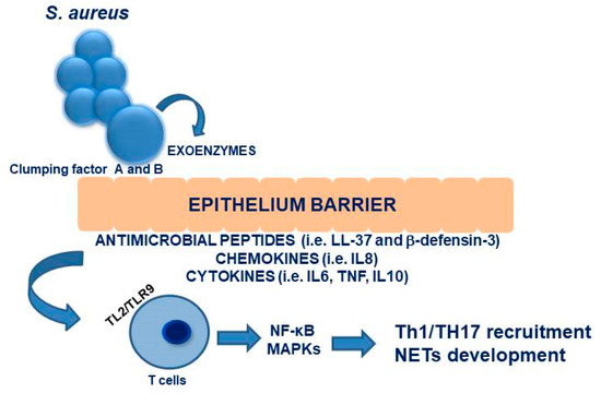 The role of nasal carriage in Staphylococcus aureus infections - The Lancet  Infectious Diseases