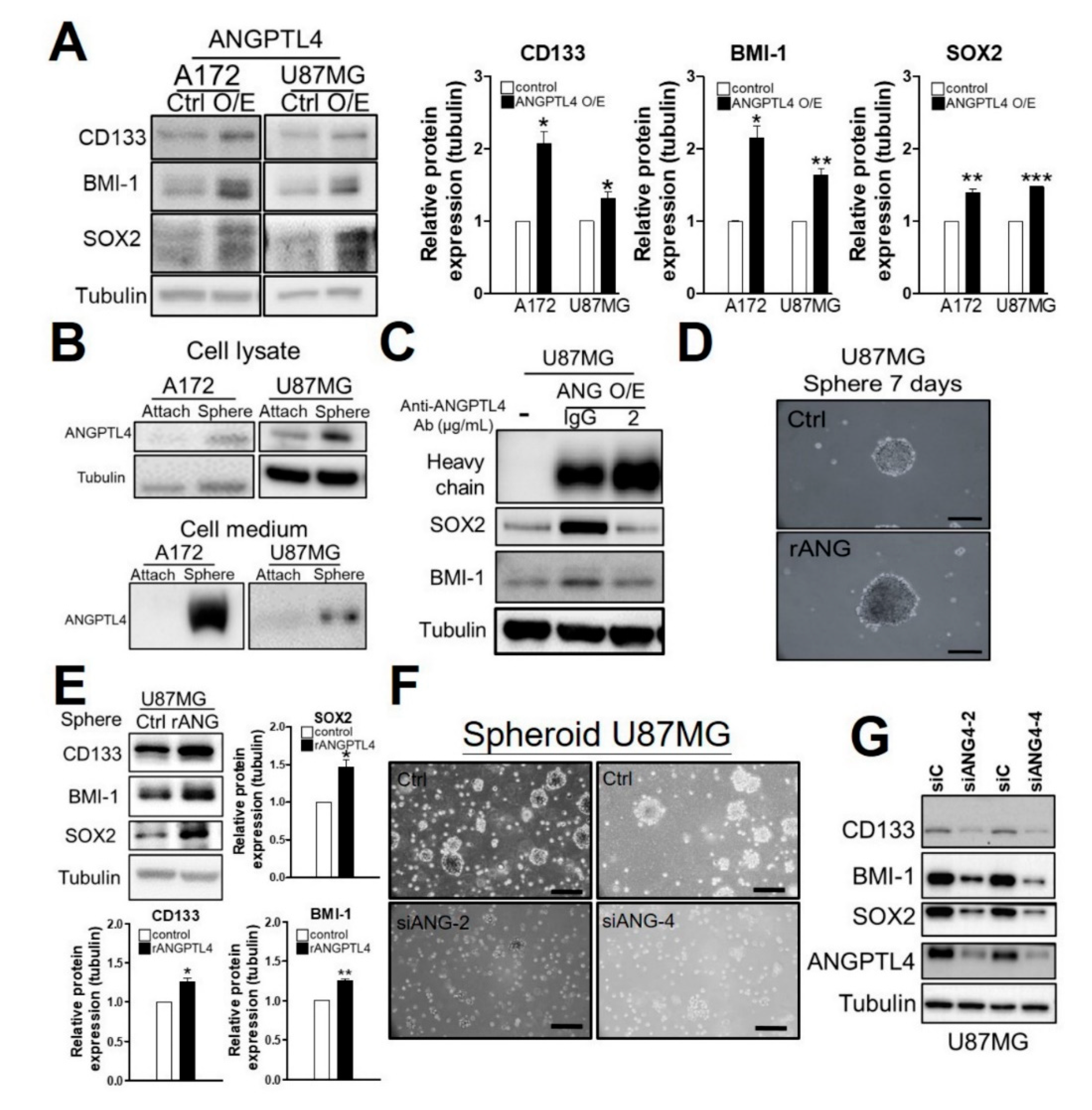 Ijms 20 05625 g002 Ijms 20 05625 g002