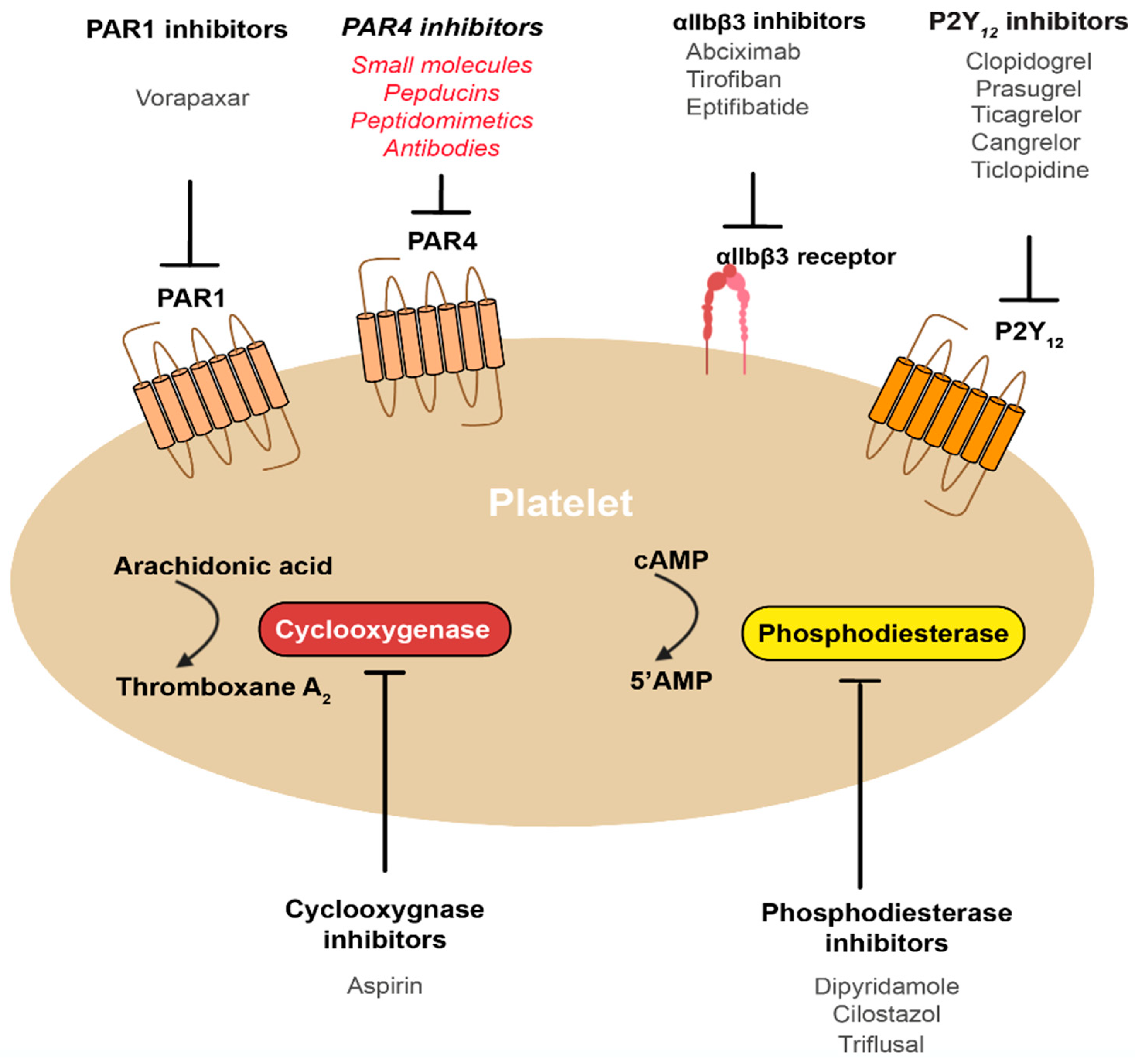 IJMS Free FullText Using PAR4 Inhibition as an AntiThrombotic