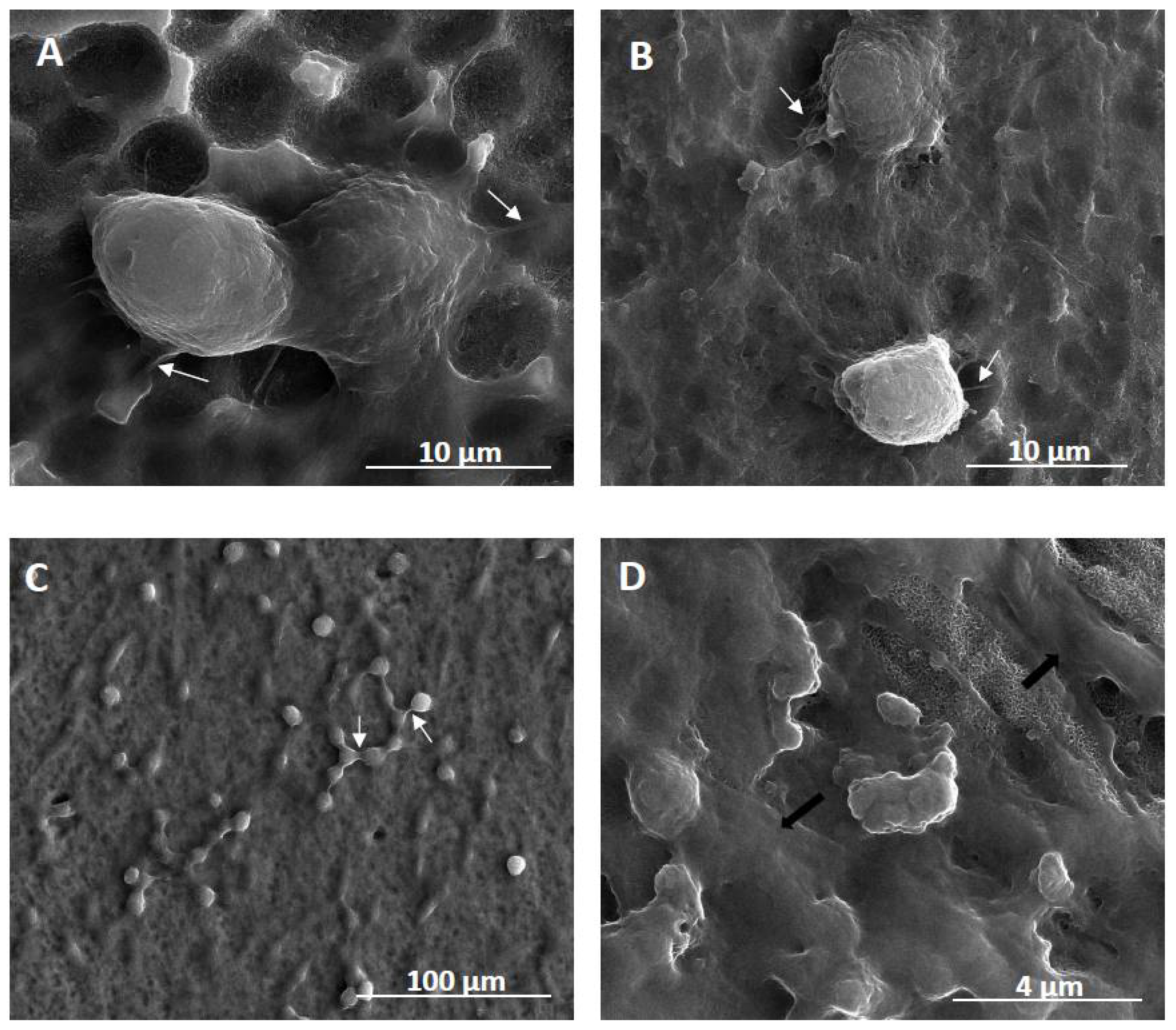 Ijms 20 05642 g007 Ijms 20 05642 g007