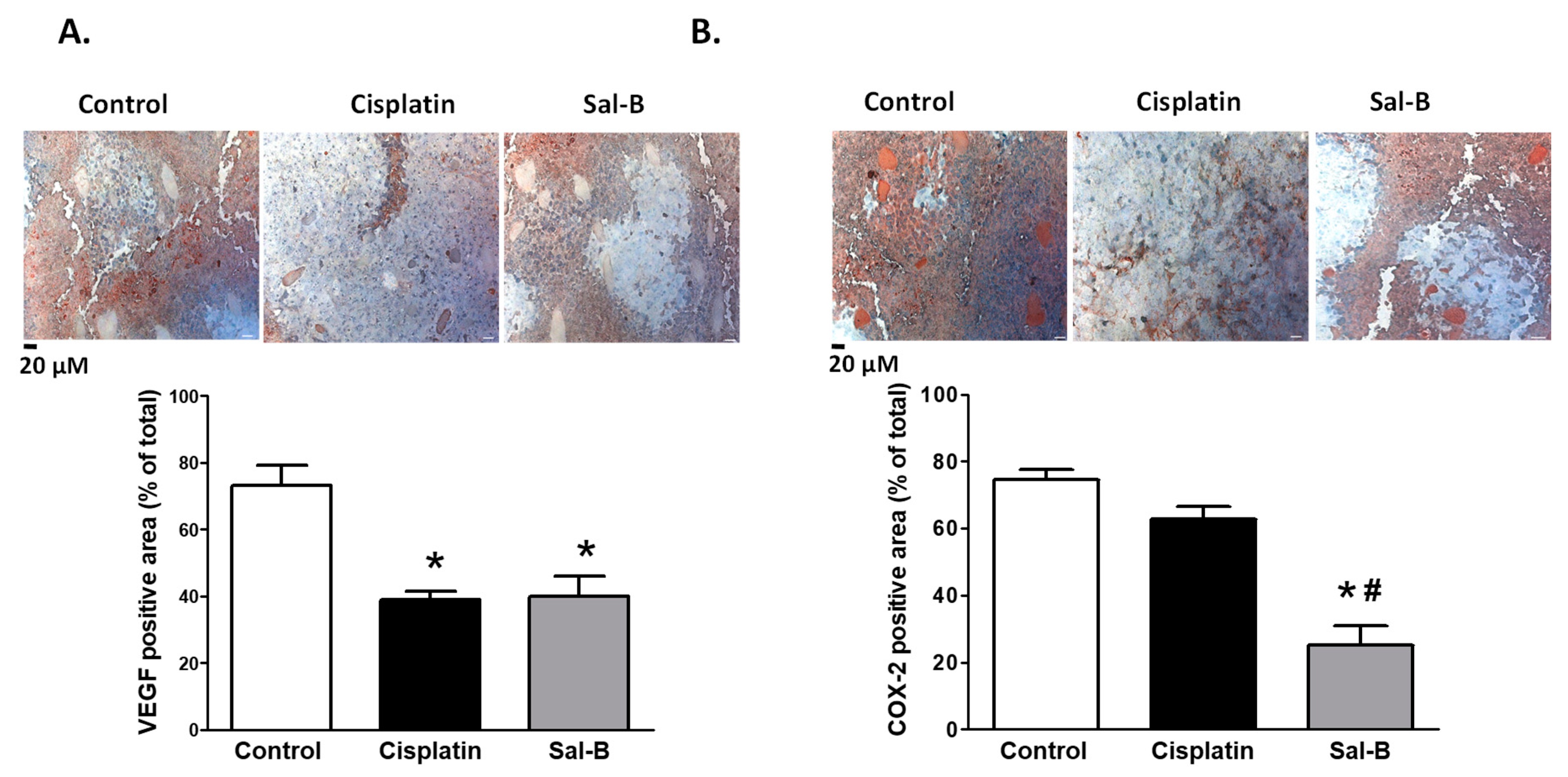 Ijms 20 05653 g007 Ijms 20 05653 g007