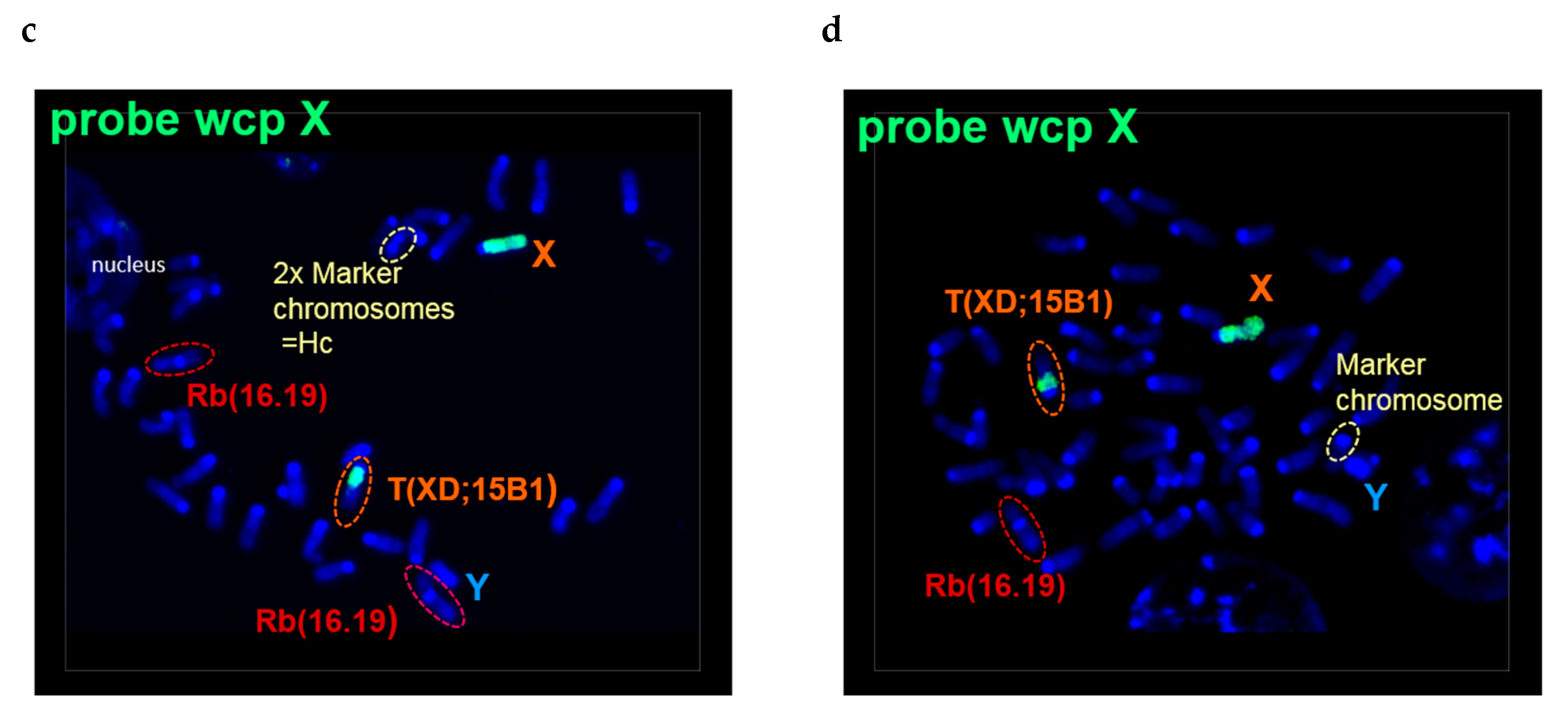 Ijms 20 05658 g002b Ijms 20 05658 g002b