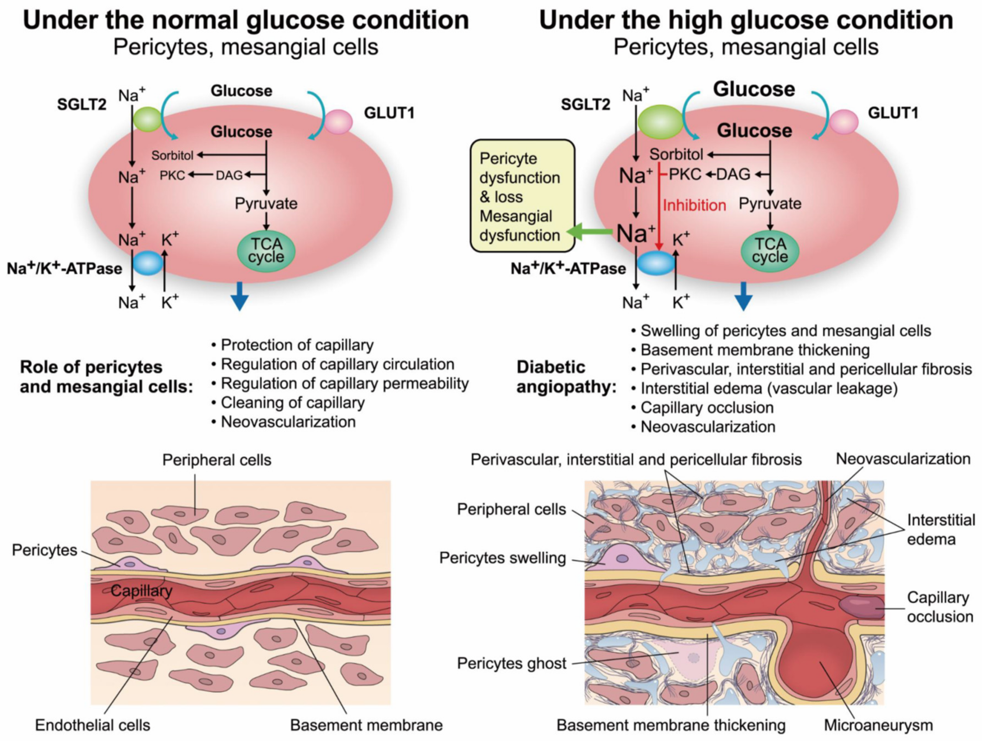 Ijms 20 05668 g001 Ijms 20 05668 g001