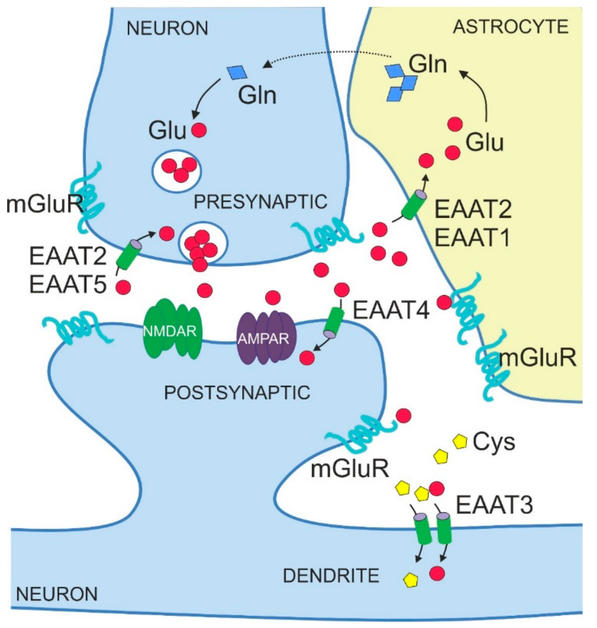 Excitatory Amino Acid Transporters in Physiology and