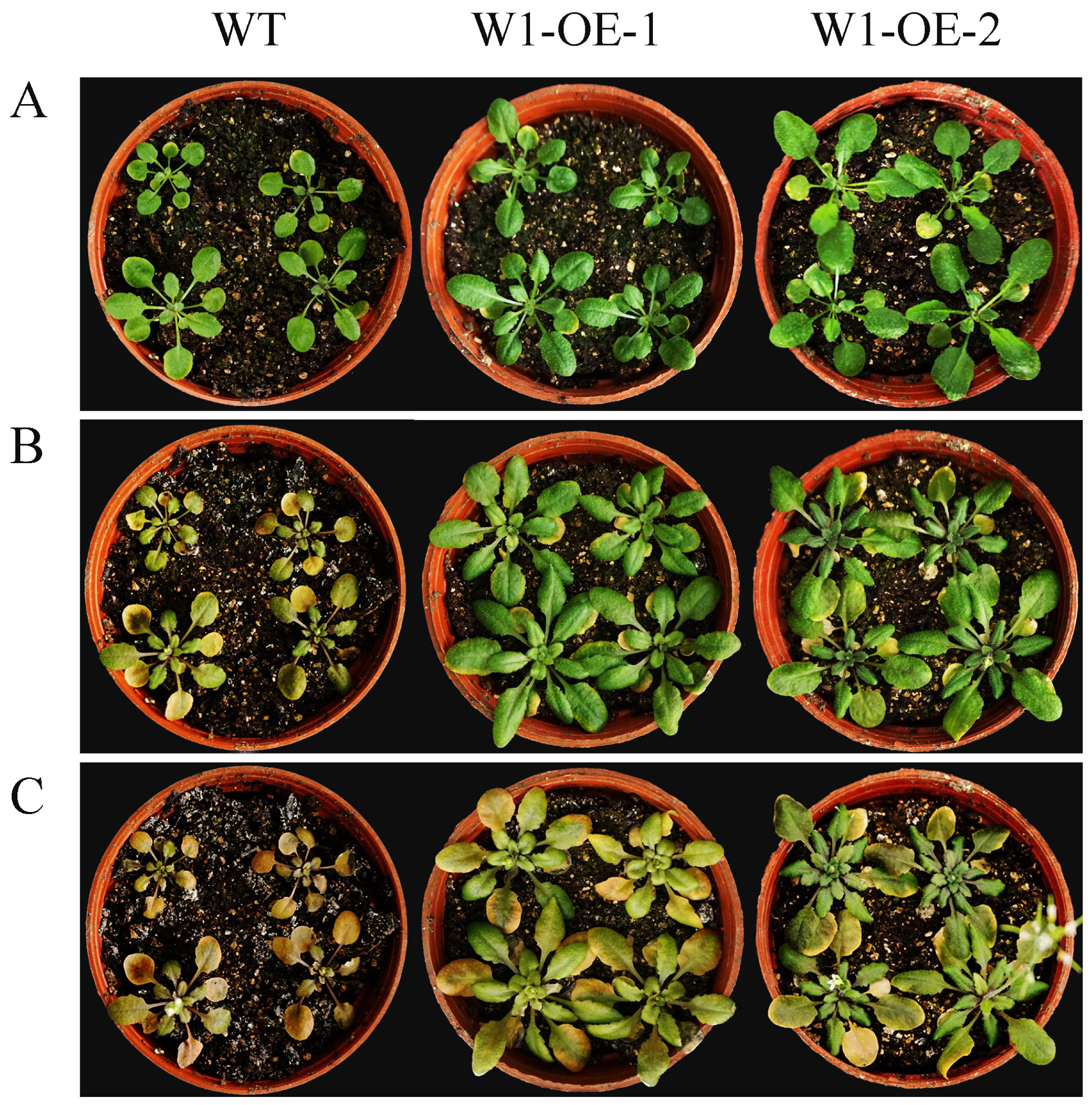 Ijms 20 05676 g008 Ijms 20 05676 g008