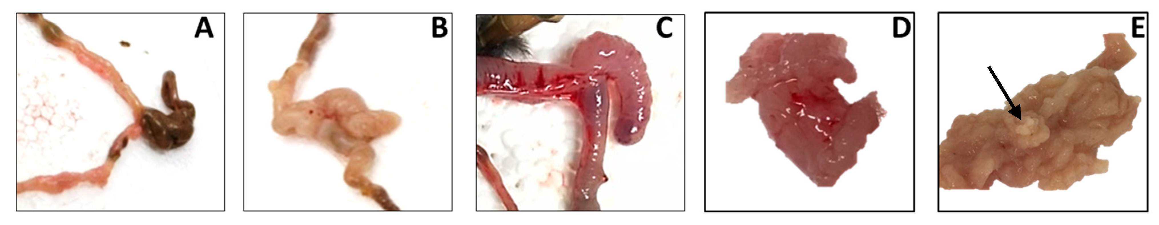 Ijms 20 05677 g002 550