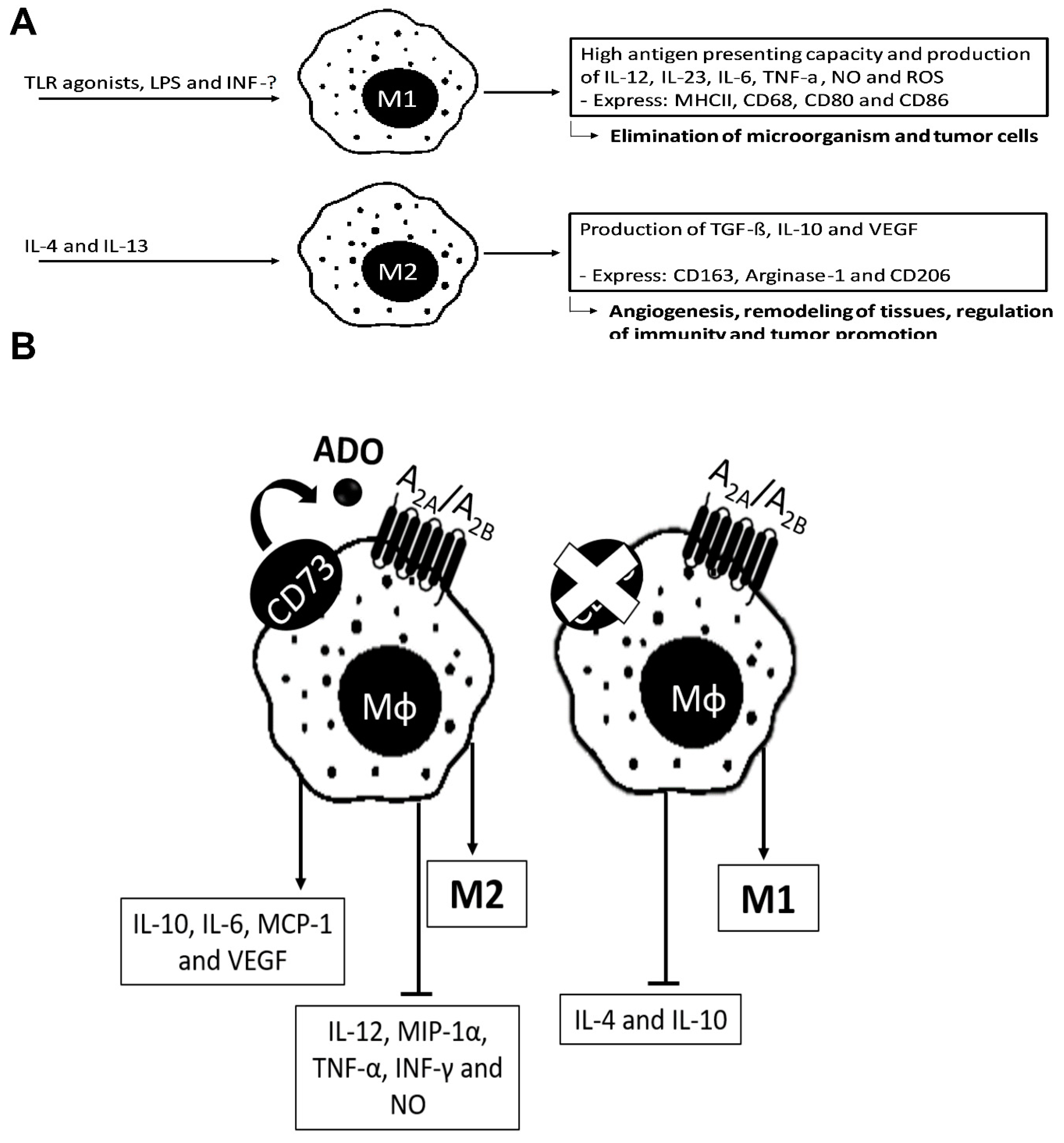 Ijms Free Full Text Inhibition Of The Adenosinergic Pathway In