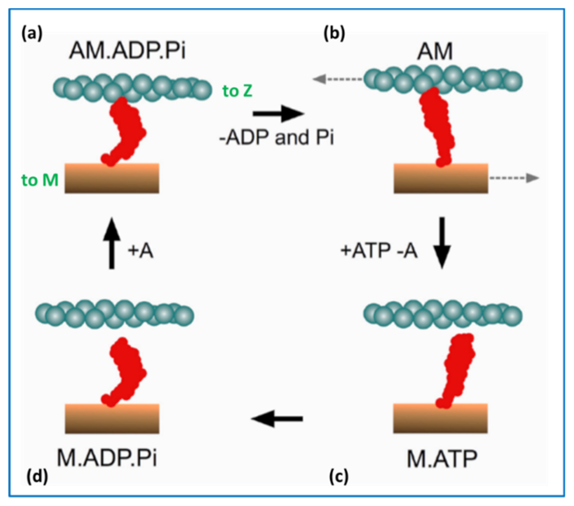 Ijms 20 05715 g008 Ijms 20 05715 g008