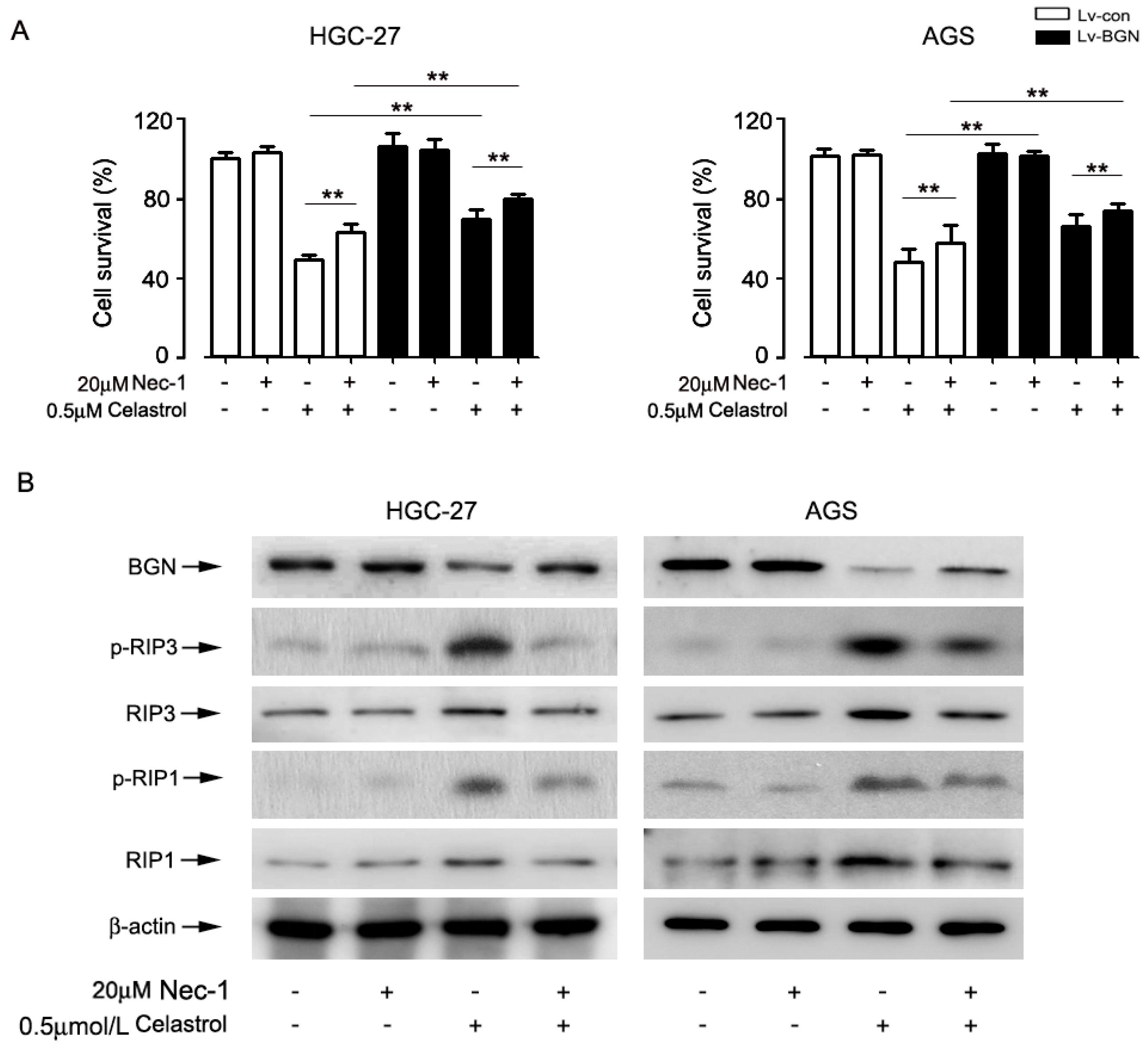 Ijms 20 05716 g005 Ijms 20 05716 g005
