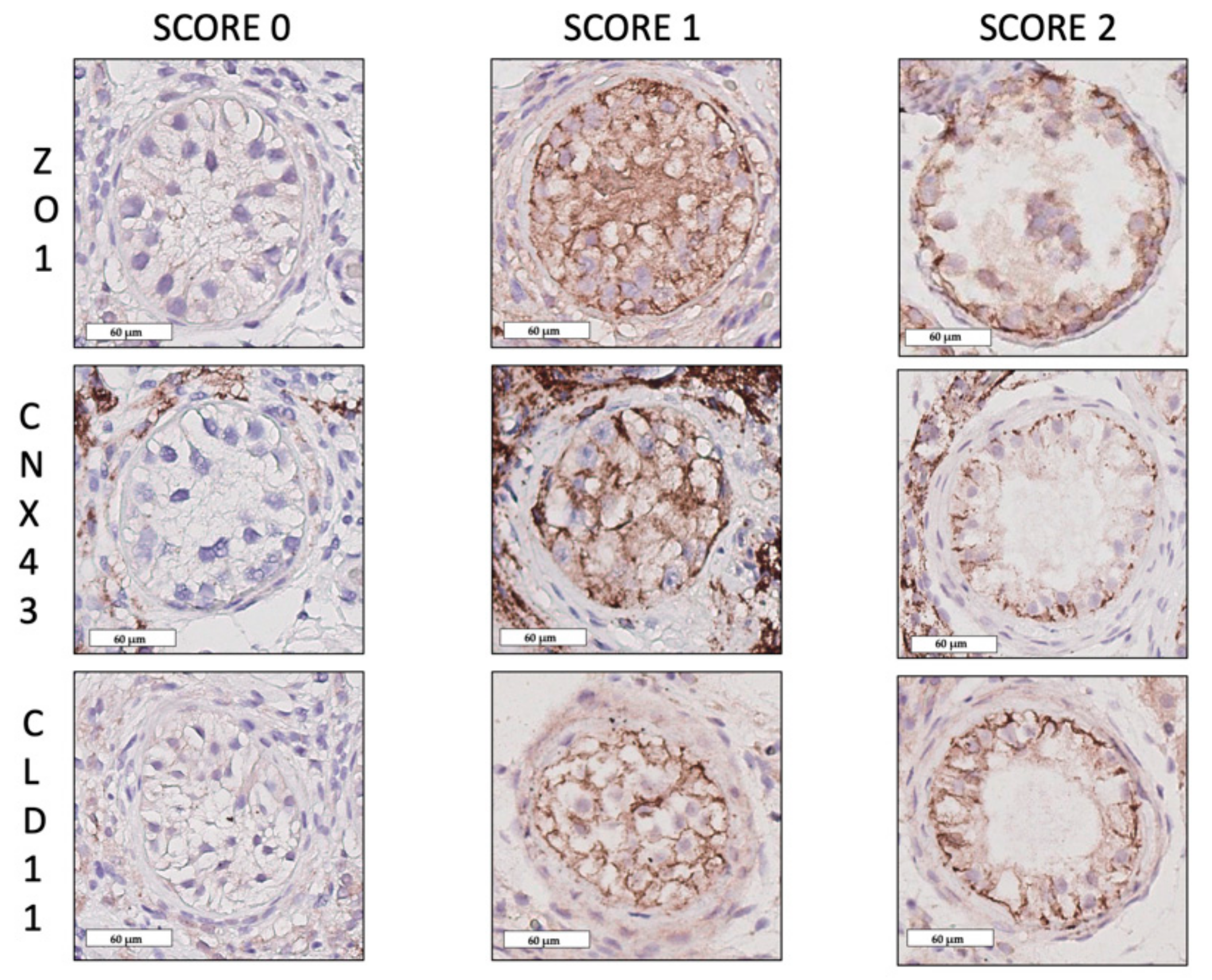 Ijms 20 05717 g004 Ijms 20 05717 g004