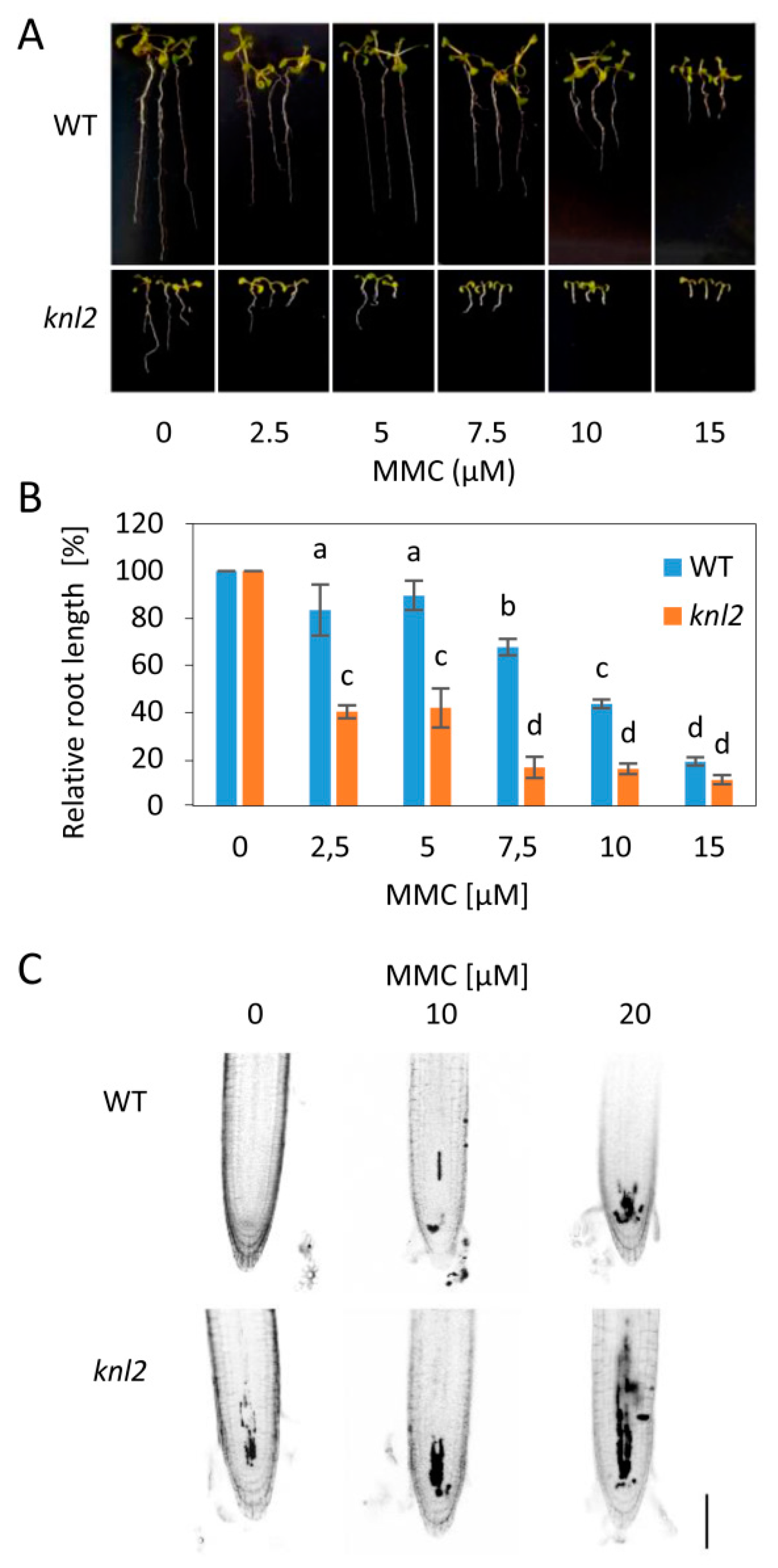 Ijms 20 05726 g004 Ijms 20 05726 g004