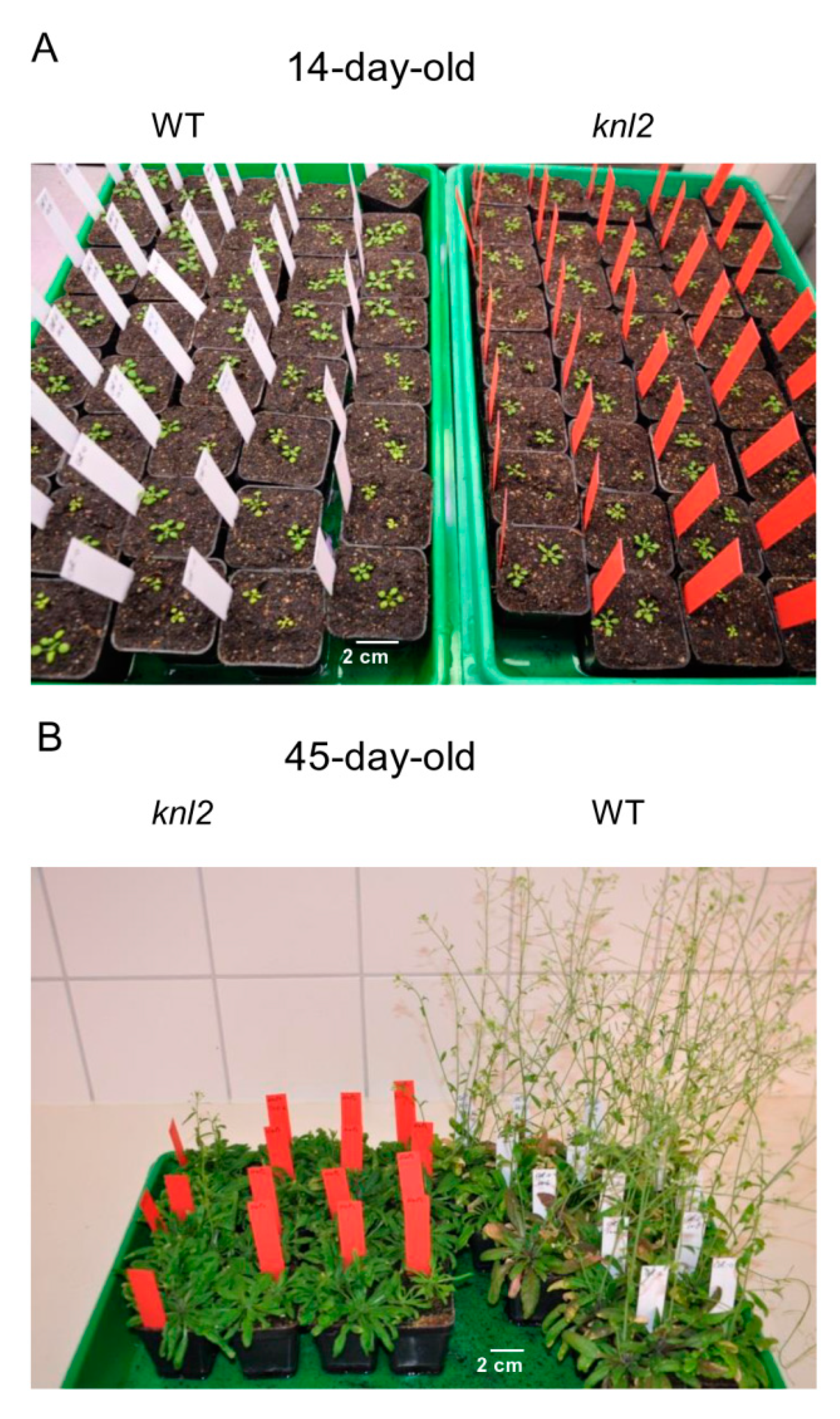 Ijms 20 05726 g006 Ijms 20 05726 g006