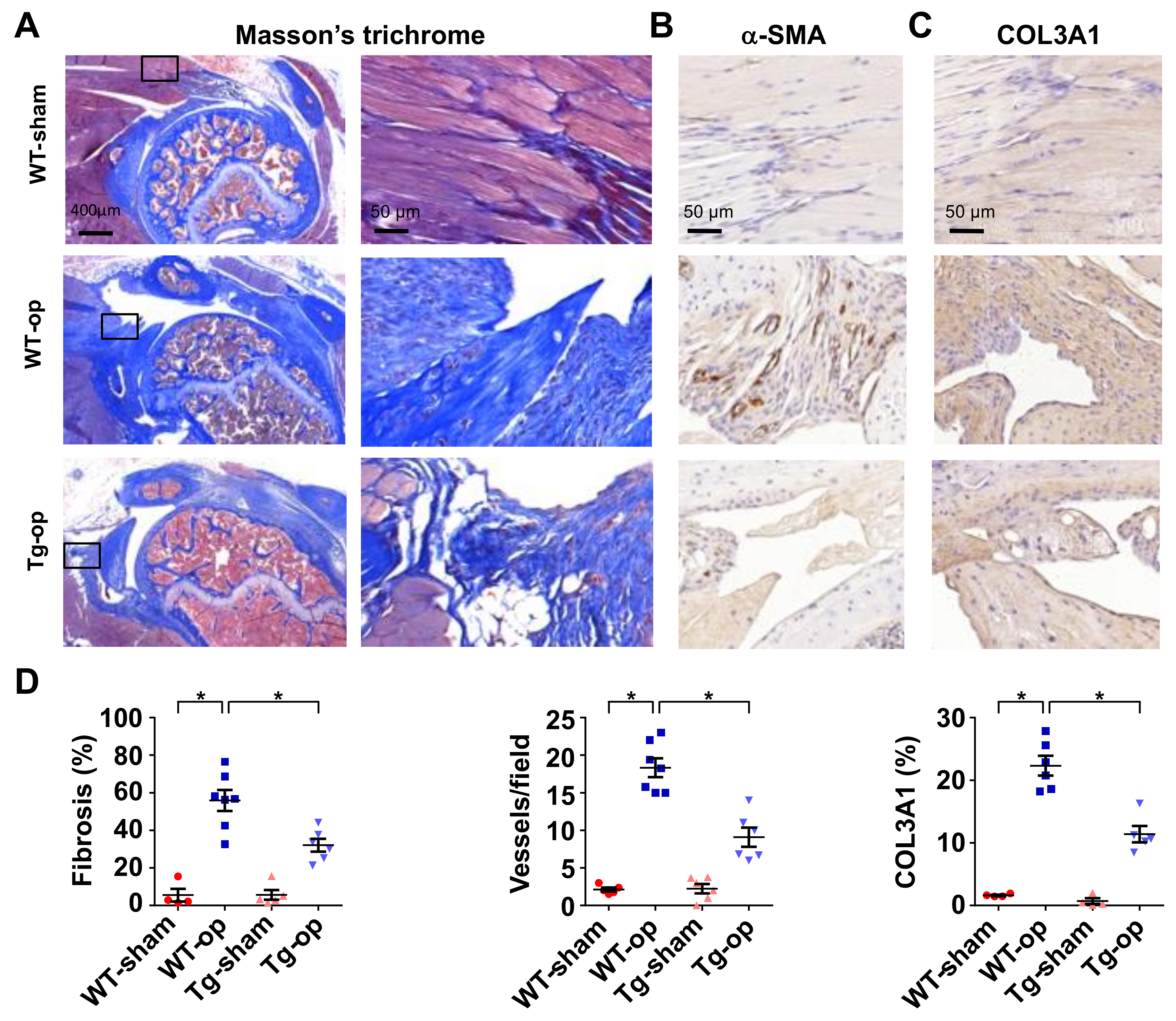 Ijms 20 05742 g004 Ijms 20 05742 g004