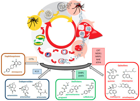 An Overview of Drug Resistance in Protozoal Diseases