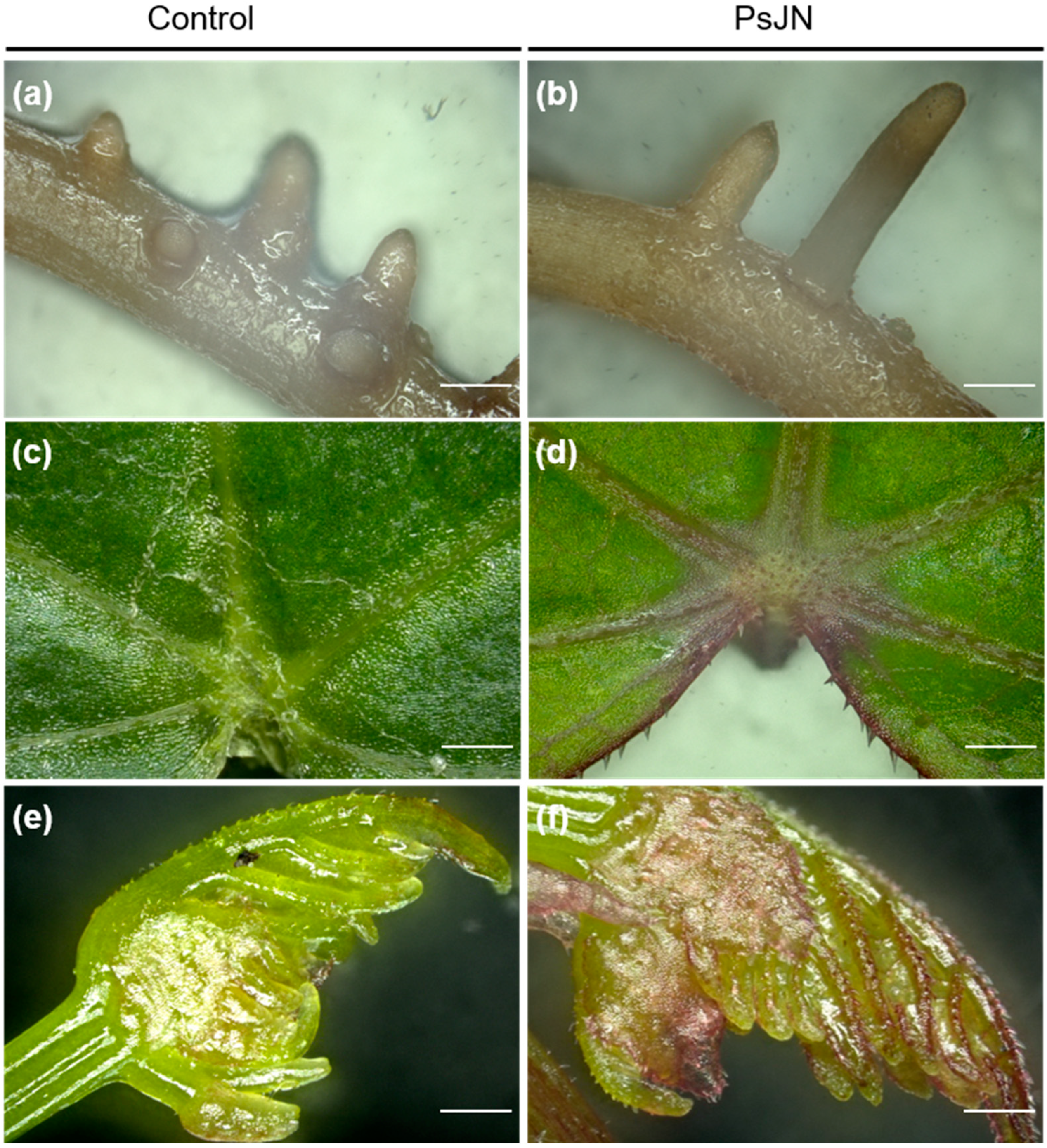 Ijms 20 05775 g001 Ijms 20 05775 g001