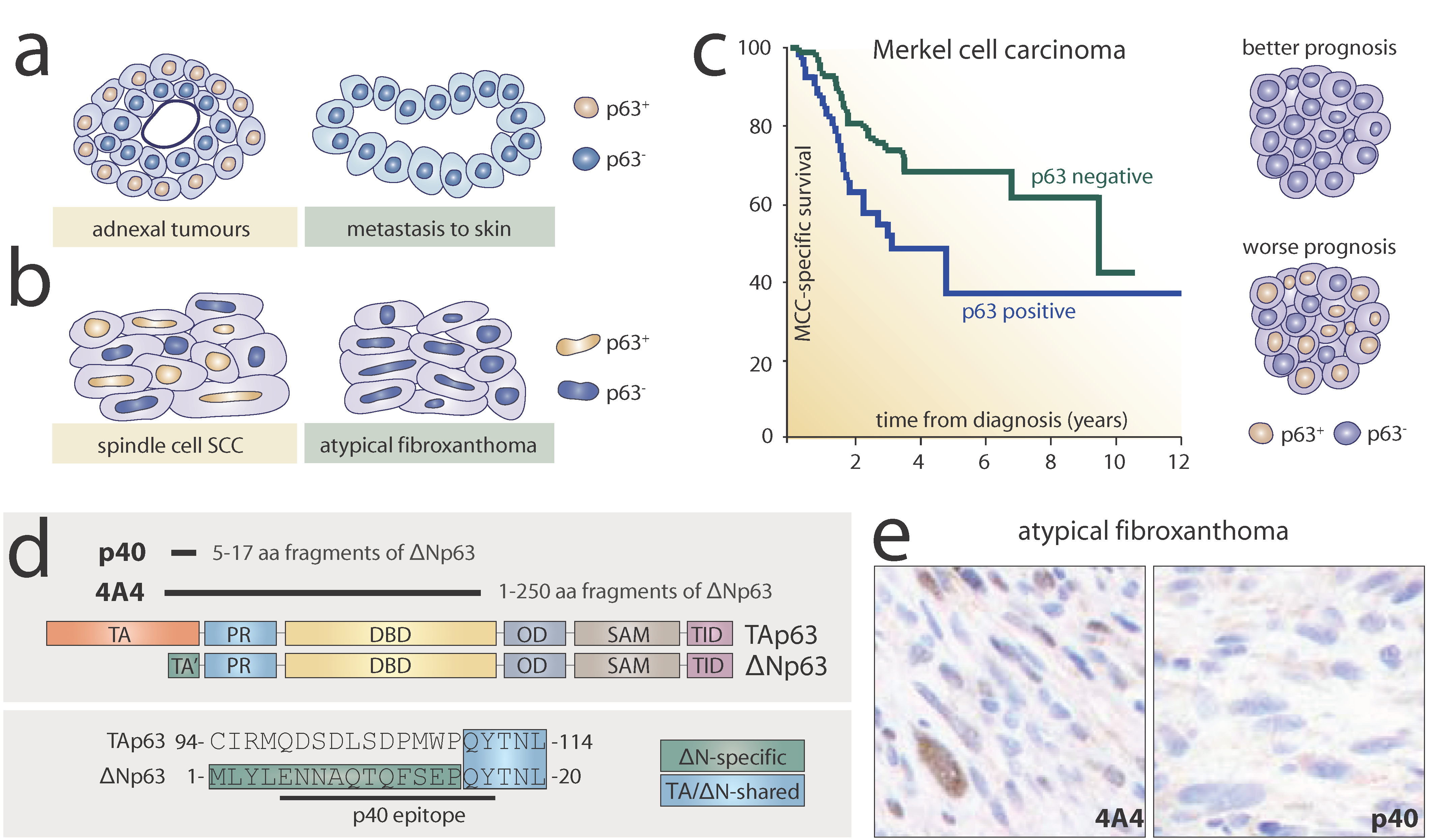 Ijms 20 05781 g003 Ijms 20 05781 g003