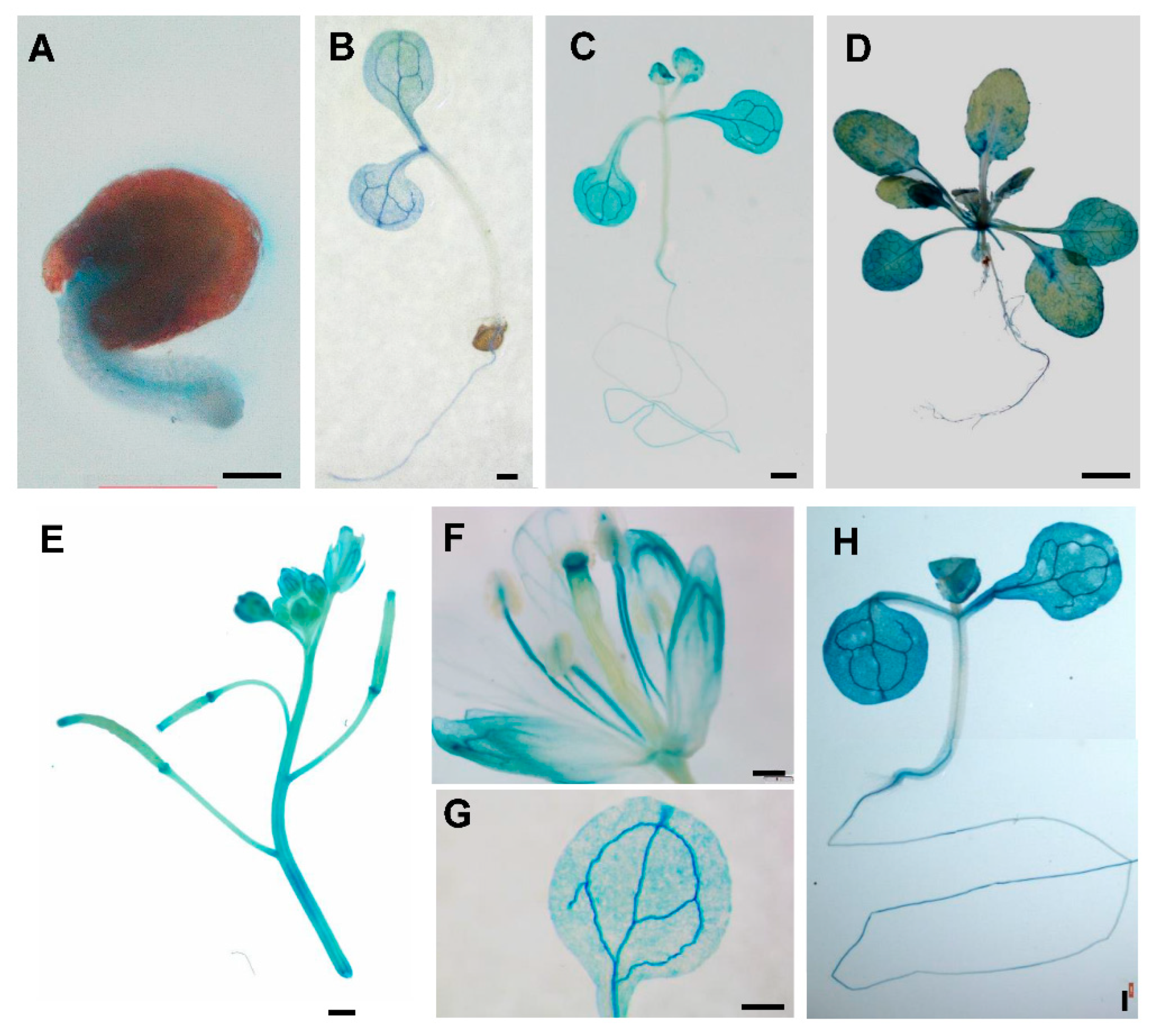 Ijms 20 05782 g003 Ijms 20 05782 g003