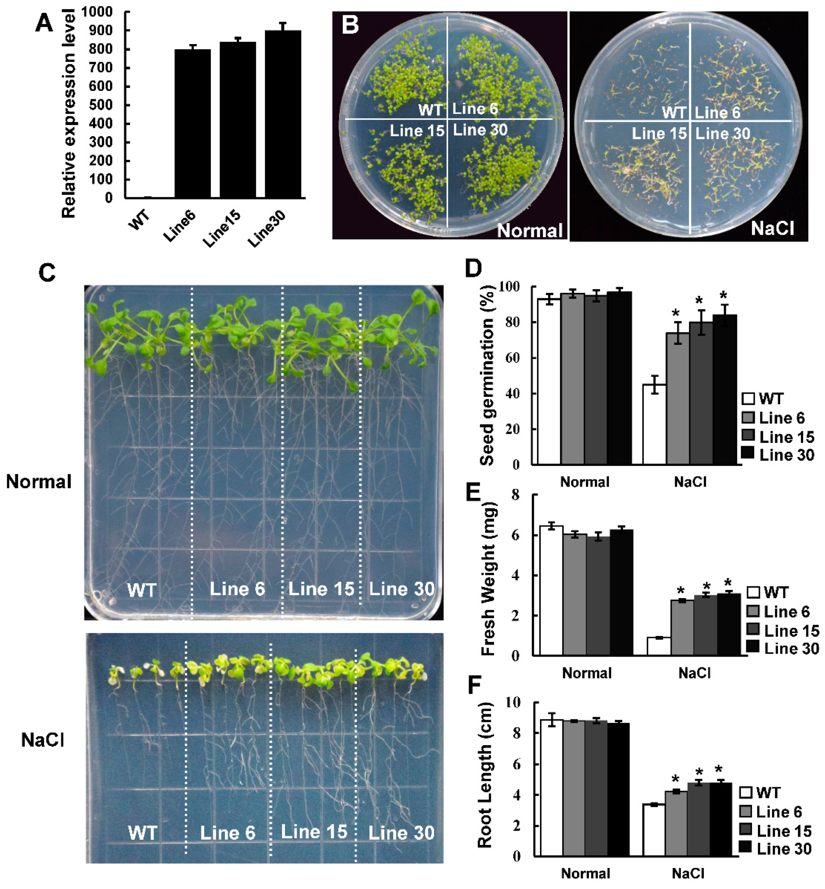 Ijms 20 05782 g004 Ijms 20 05782 g004