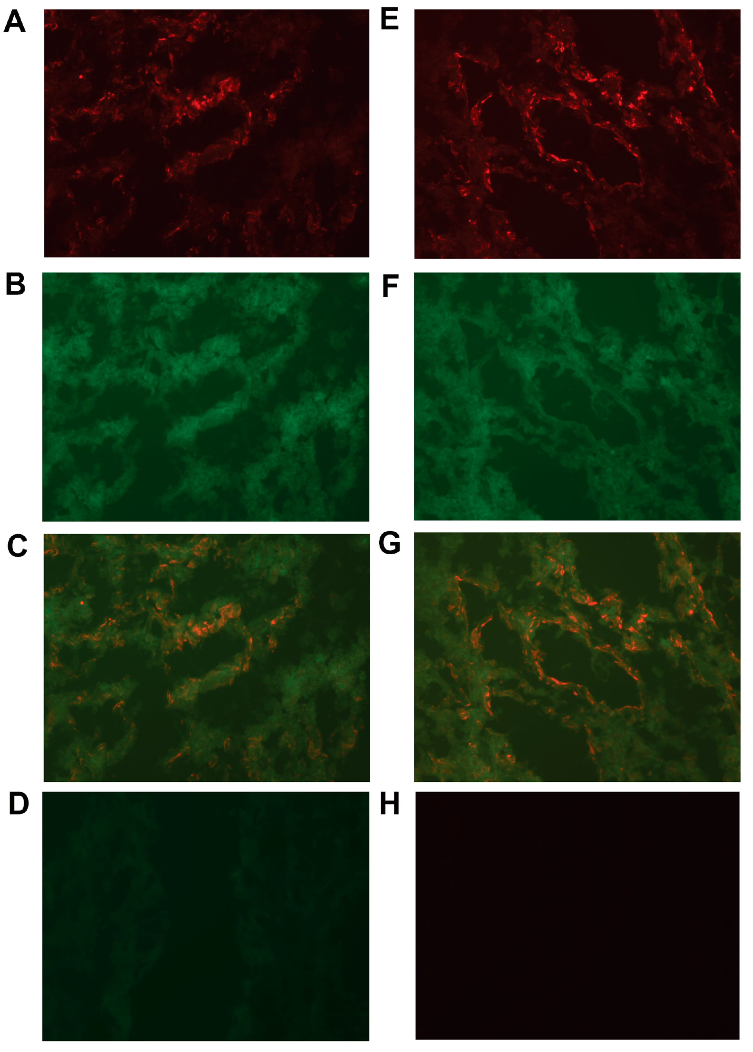 Ijms 20 05793 g005 550