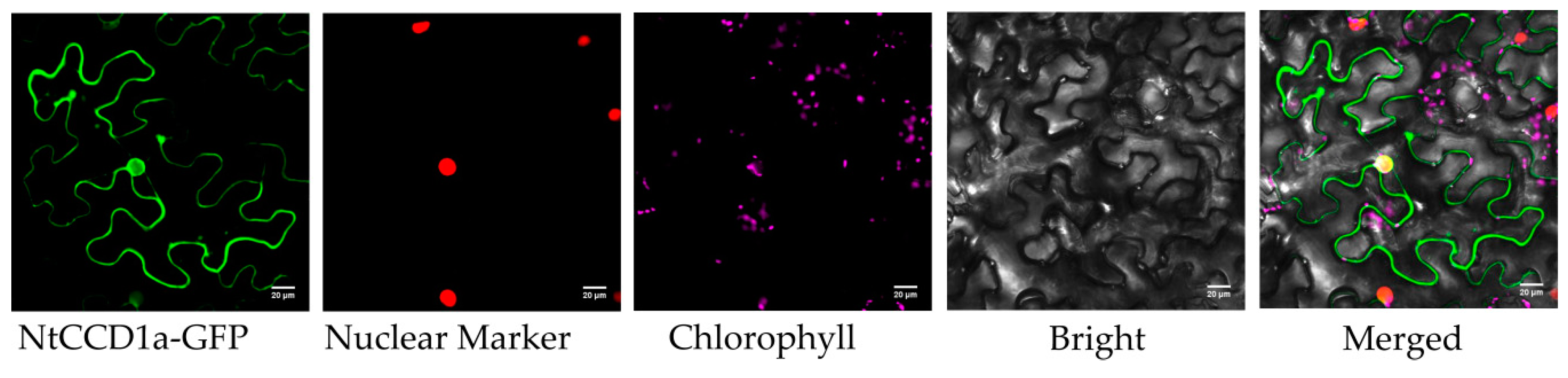 Ijms 20 05796 g007 Ijms 20 05796 g007
