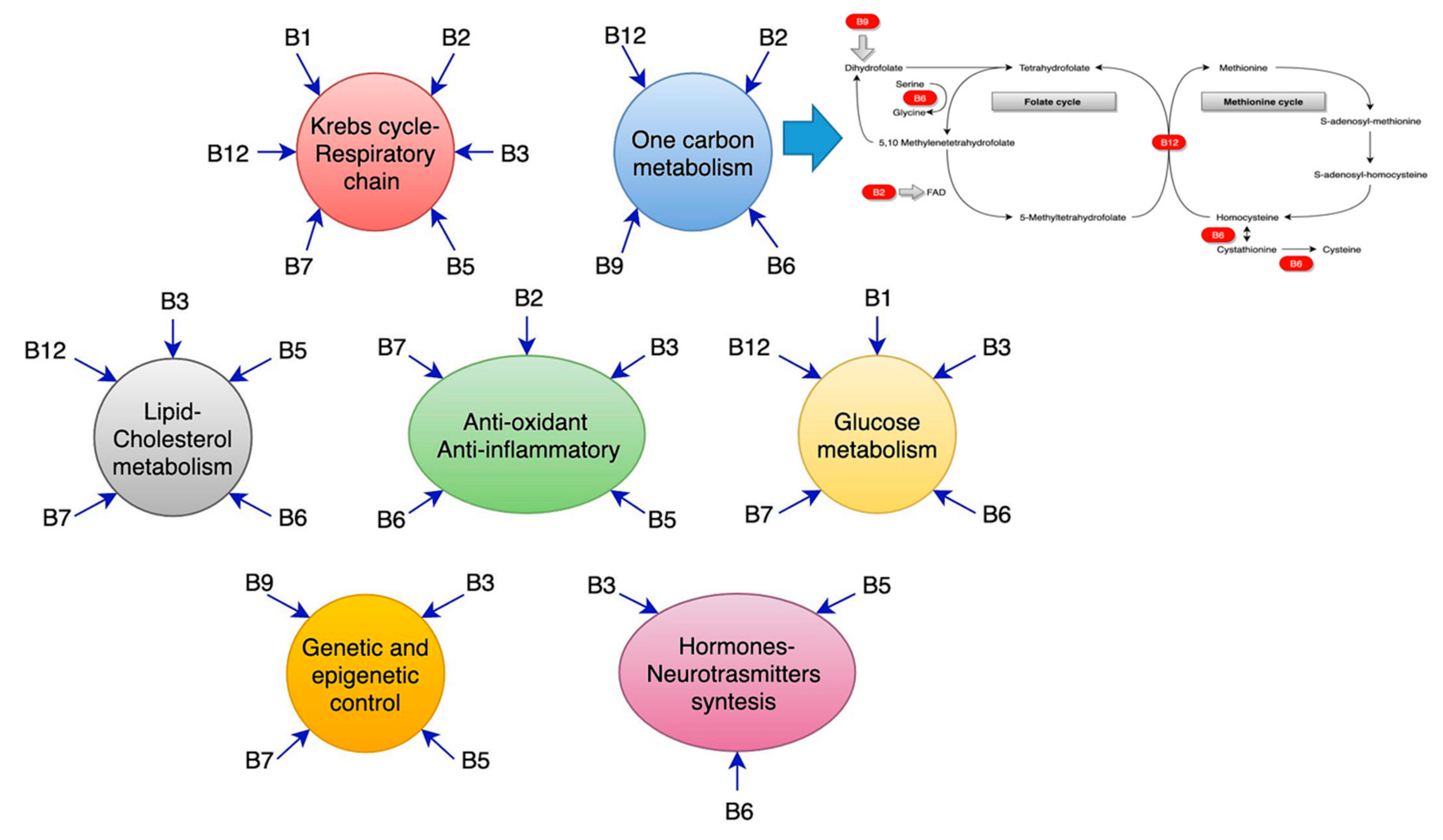 Ijms Free Full Text B Vitamins And Fatty Acids What Do They Share With Small Vessel Disease Related Dementia Html