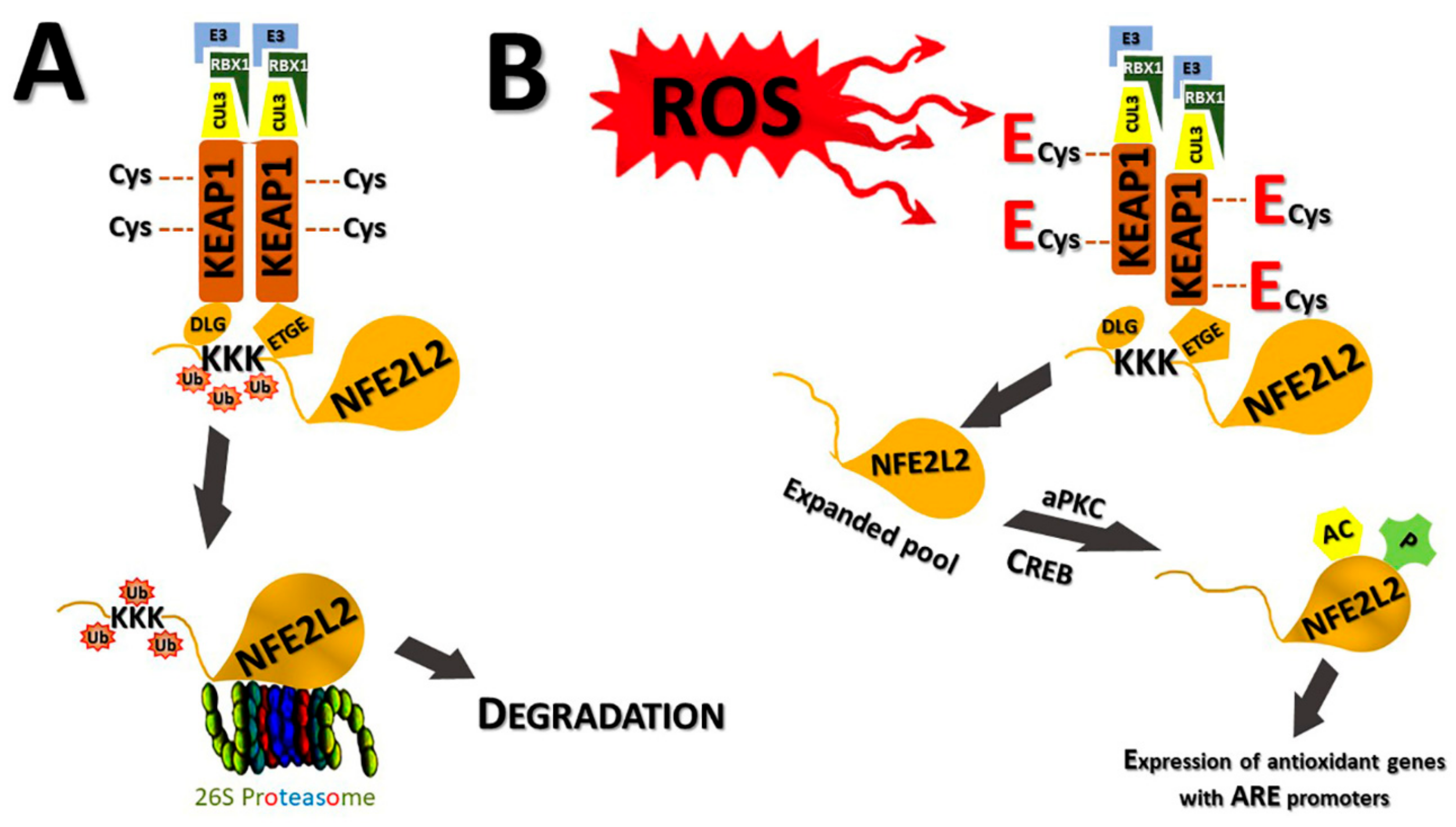 IJMS Free FullText The Regulation of NFE2L2 (NRF2) Signalling and